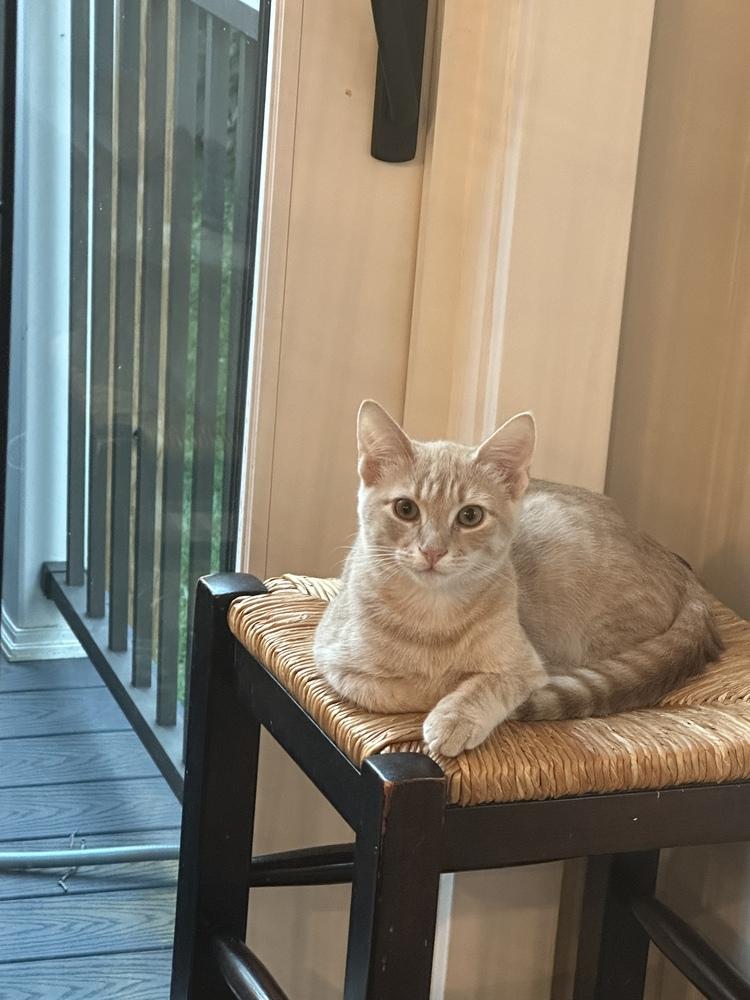 Enlarge Jalapeno, a Adoptable mixed breed in Vienna , VA image 1/5
