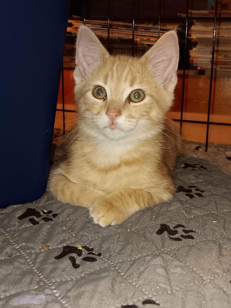 Jalapeno, Adoptable, Kitten Male Domestic Short Hair & Tabby.