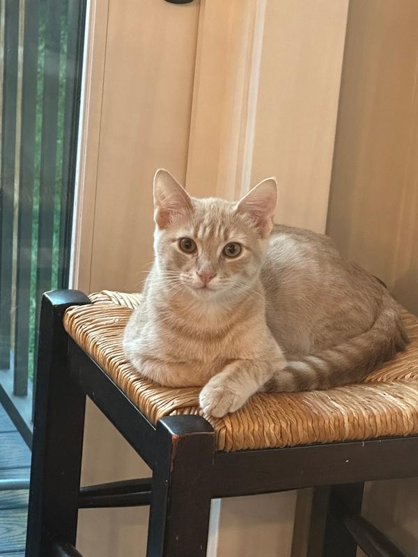 Enlarge Jalapeno, a Adoptable mixed breed in Vienna , VA image 3/5