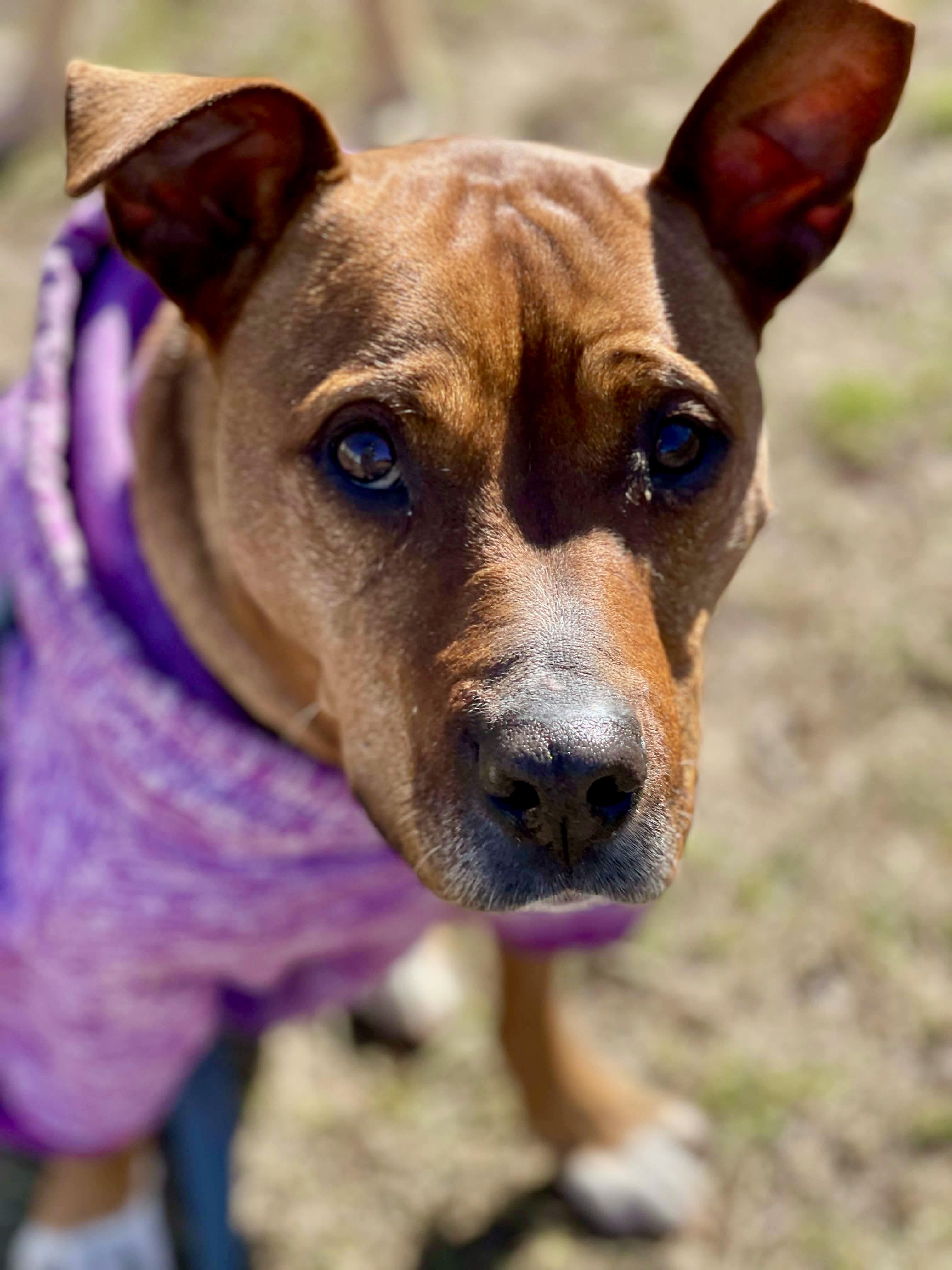 Esther, a Adoptable mixed breed in Milton, FL image 5/5