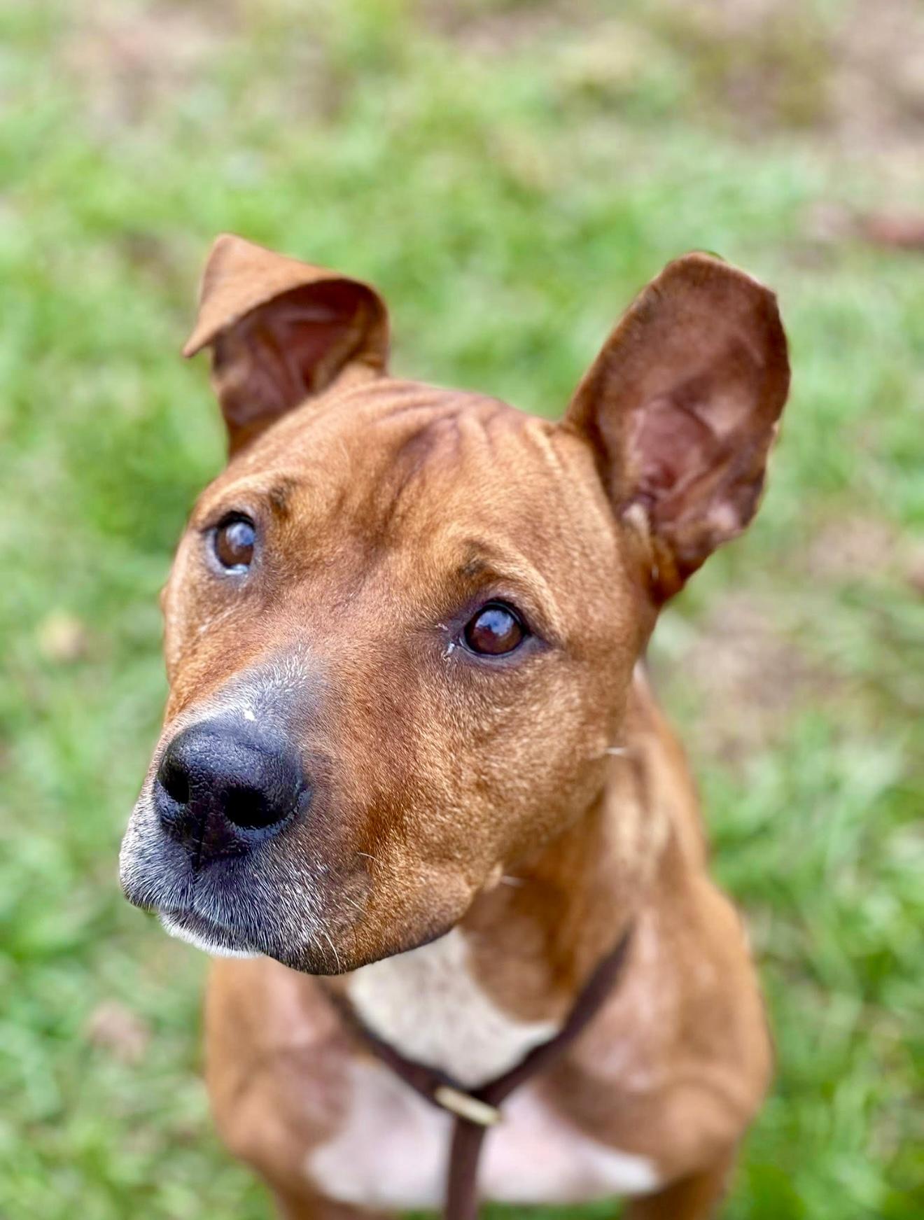 Enlarge Esther, a Adoptable mixed breed in Milton, FL image 1/3