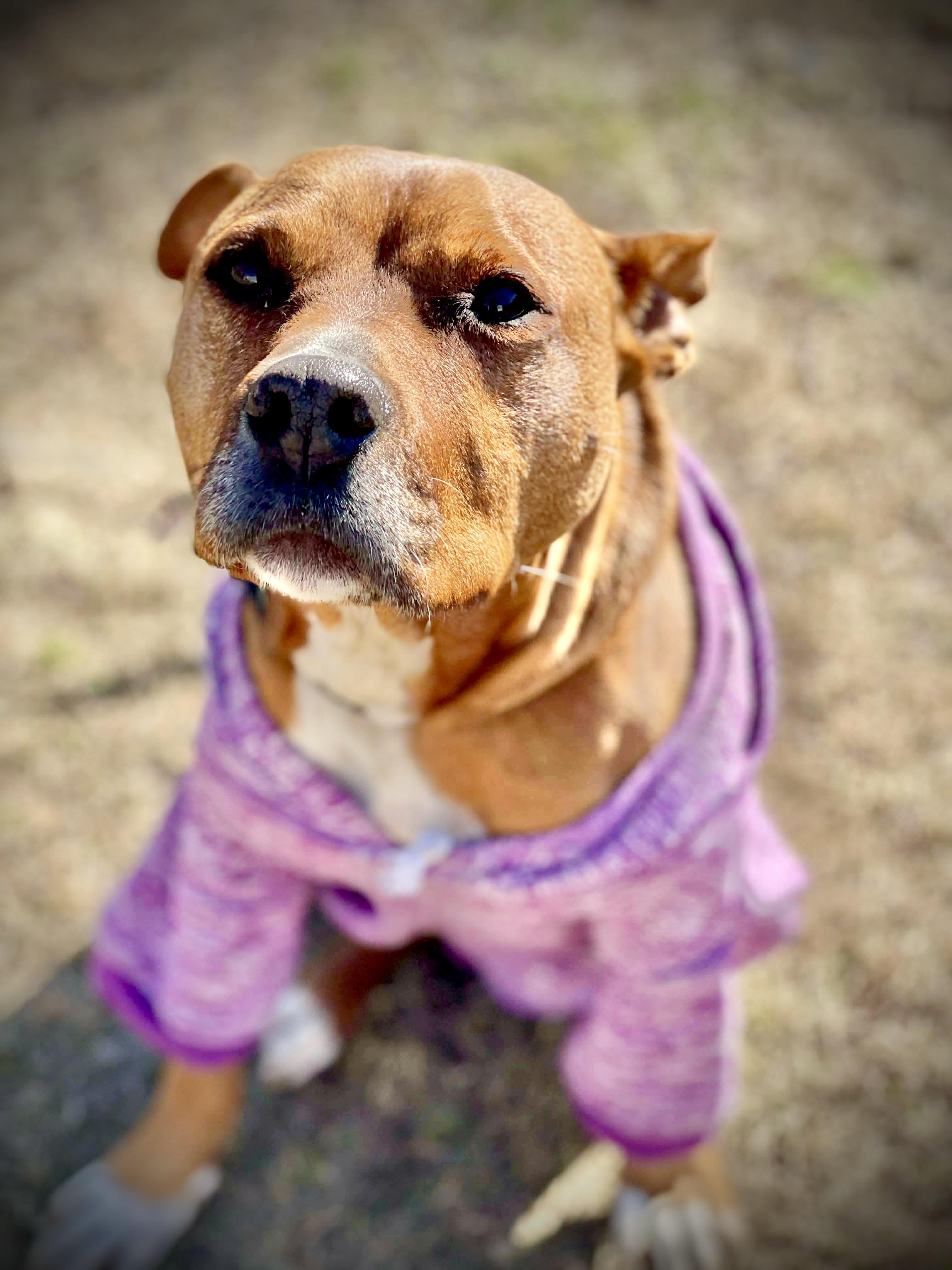 Esther, a Adoptable mixed breed in Milton, FL image 4/5