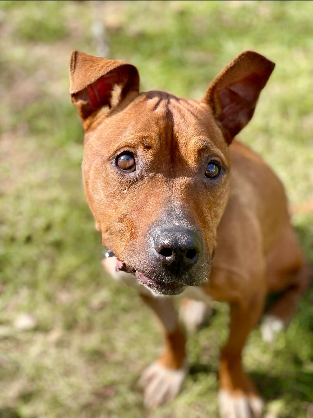 Enlarge Esther, a Adoptable mixed breed in Milton, FL image 2/3