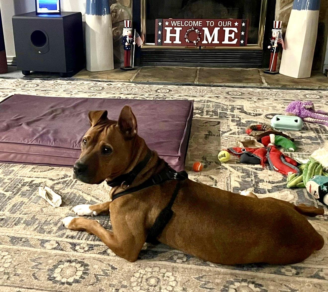 Esther, a Adoptable mixed breed in Milton, FL image 2/6