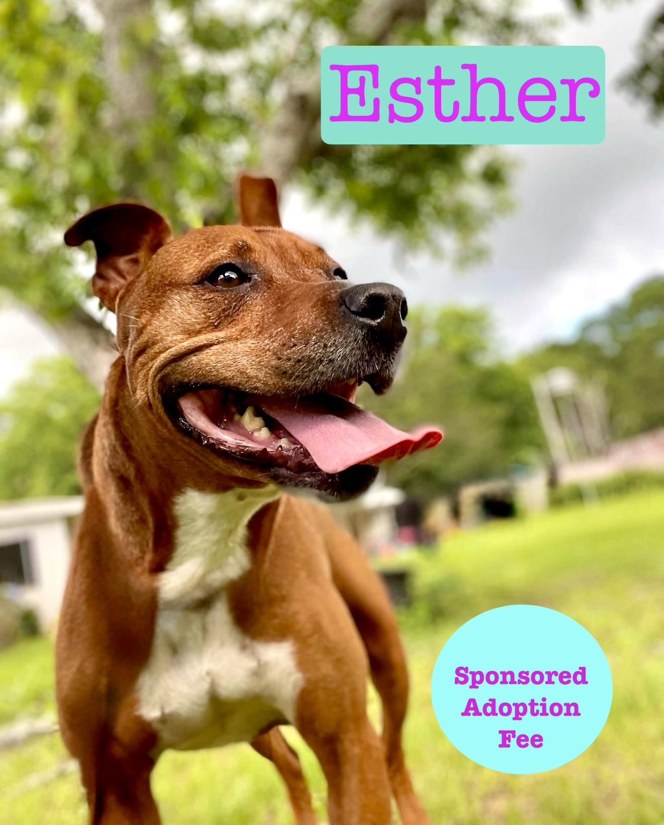Esther, Adoptable, Adult Female Boxer & American Bully.