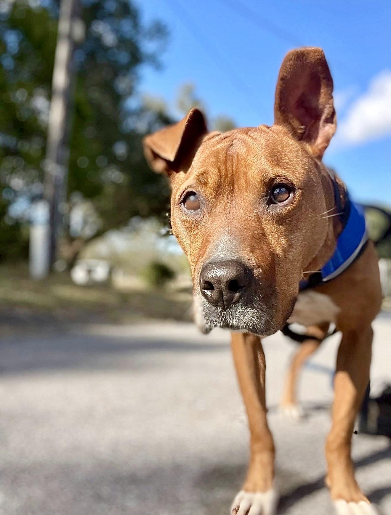 Esther, a Adoptable mixed breed in Milton, FL image 3/5