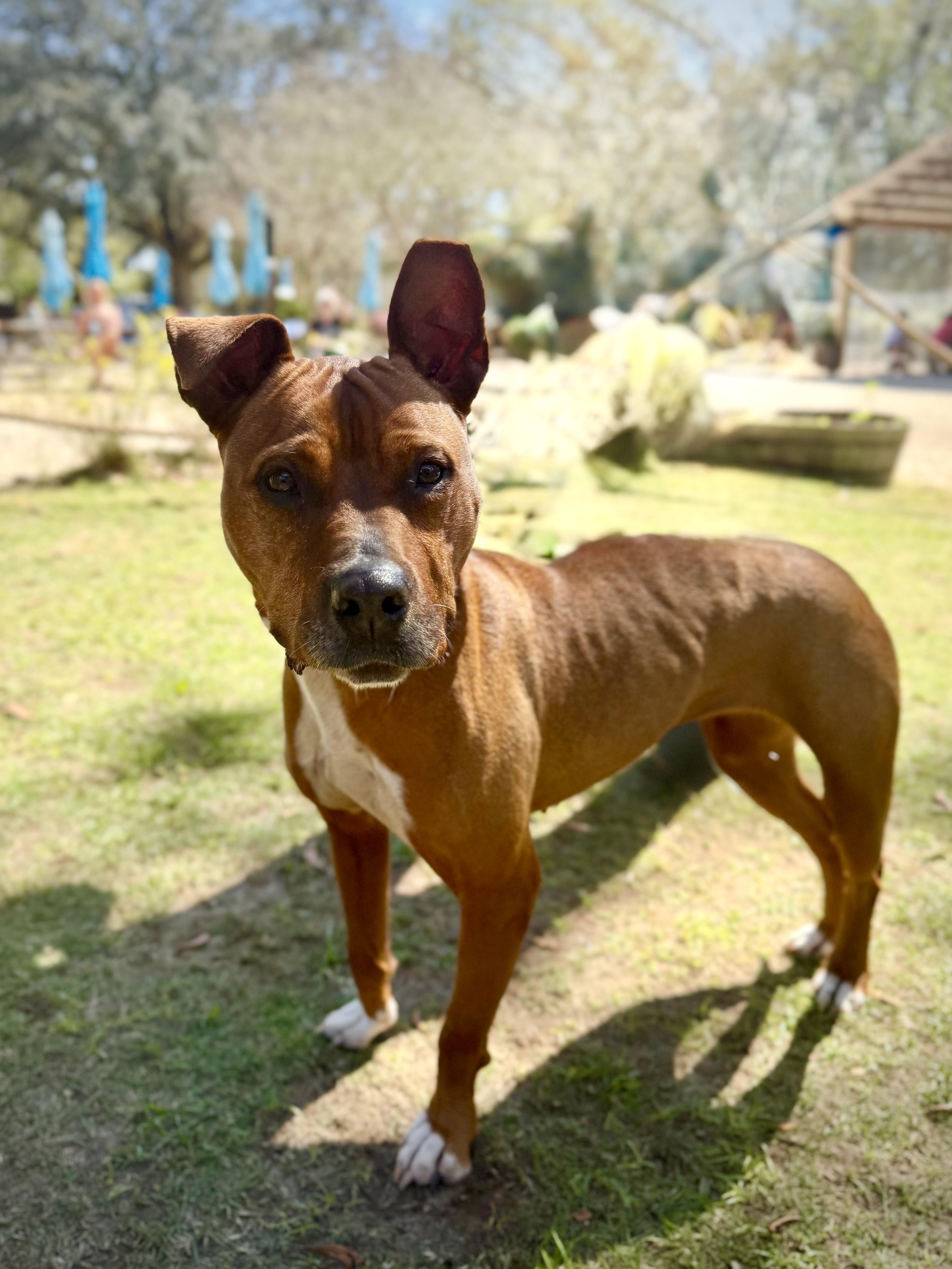 Esther, Adoptable, Adult Female Boxer & American Bully.