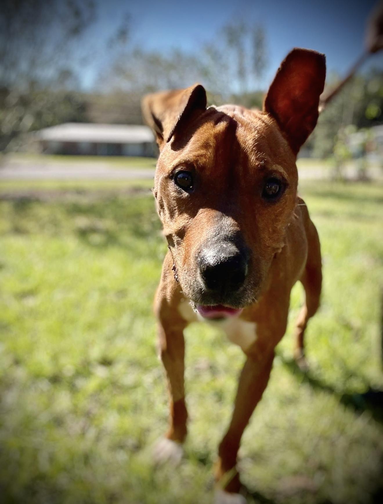 Enlarge Esther, a Adoptable mixed breed in Milton, FL image 3/3