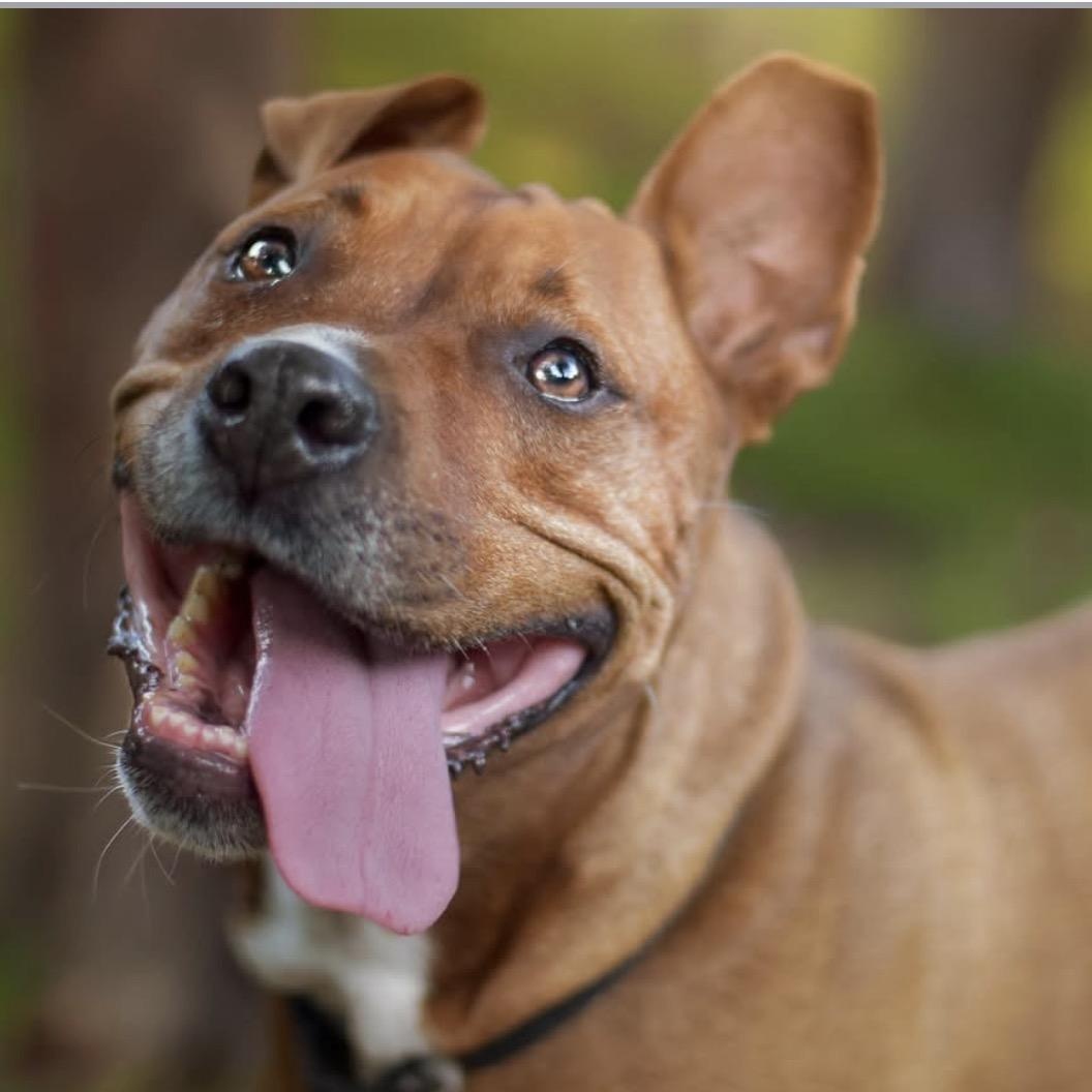 Esther, Adoptable, Adult Female Boxer & American Bully.