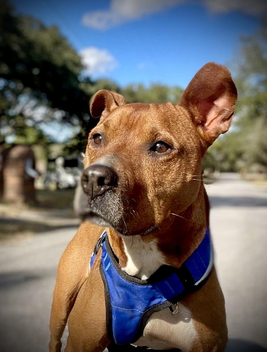 Esther, Adoptable, Senior Female Boxer & American Bully.