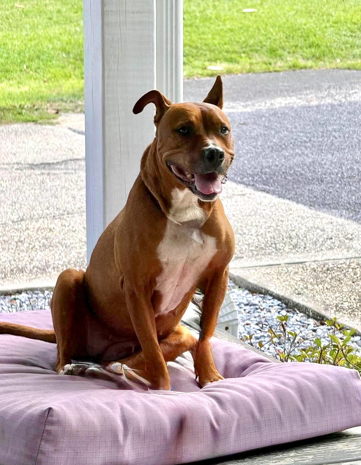 Esther, Adoptable, Adult Female Boxer & American Bully.