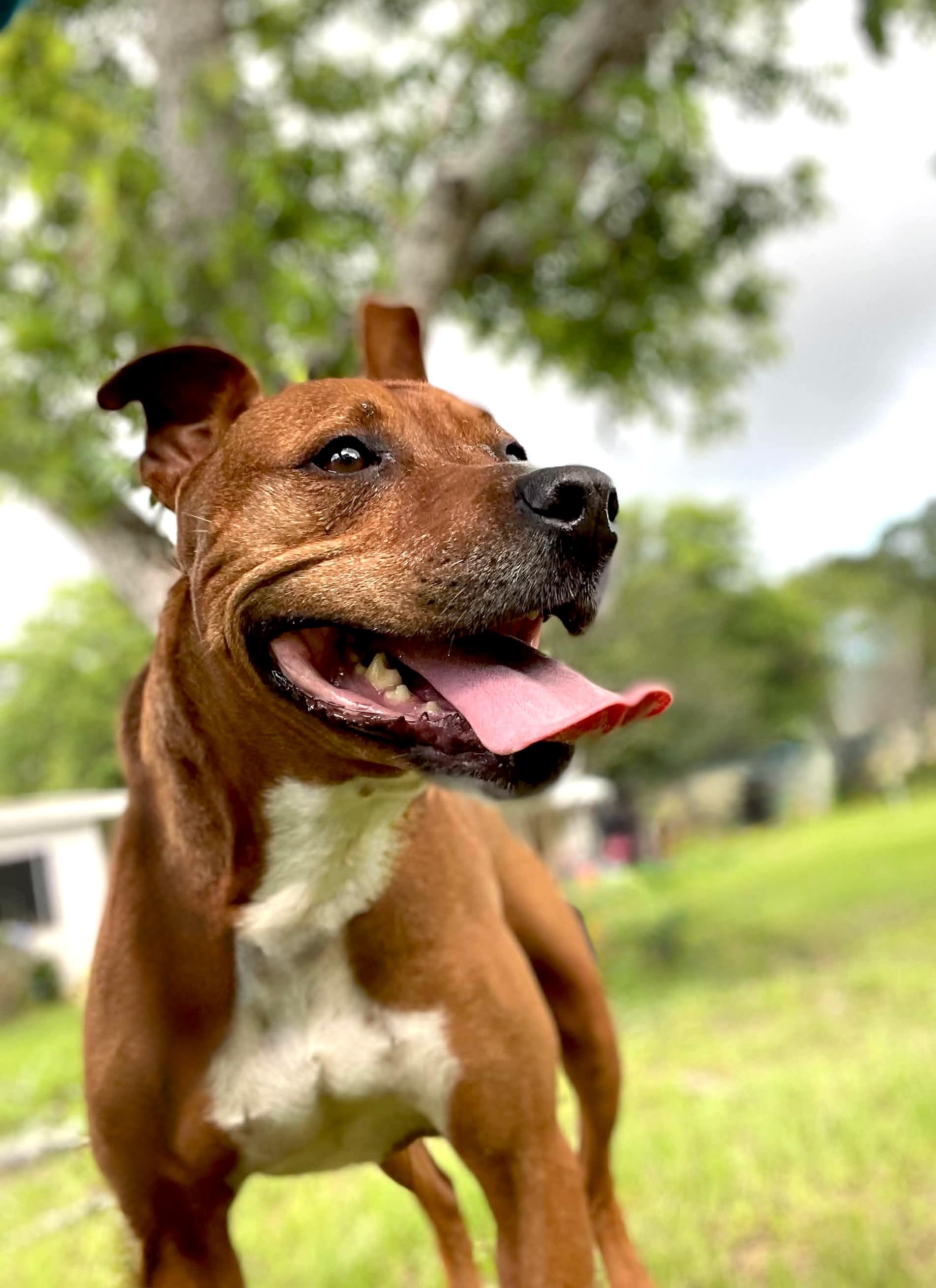 Esther, a Adoptable mixed breed in Milton, FL image 6/6