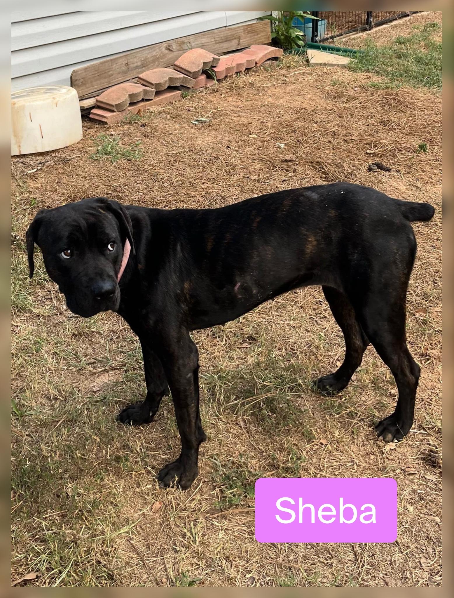 Sheba, Adoptable, Adult Female Cane Corso.