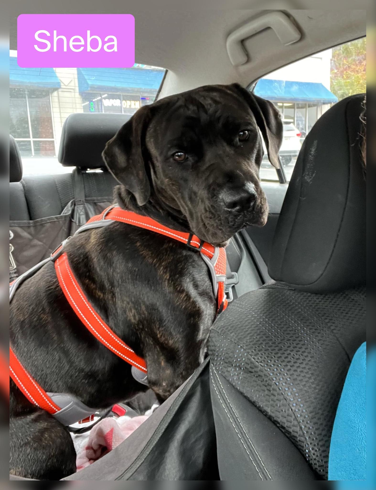 Sheba, a Adoptable Cane Corso image 3/5