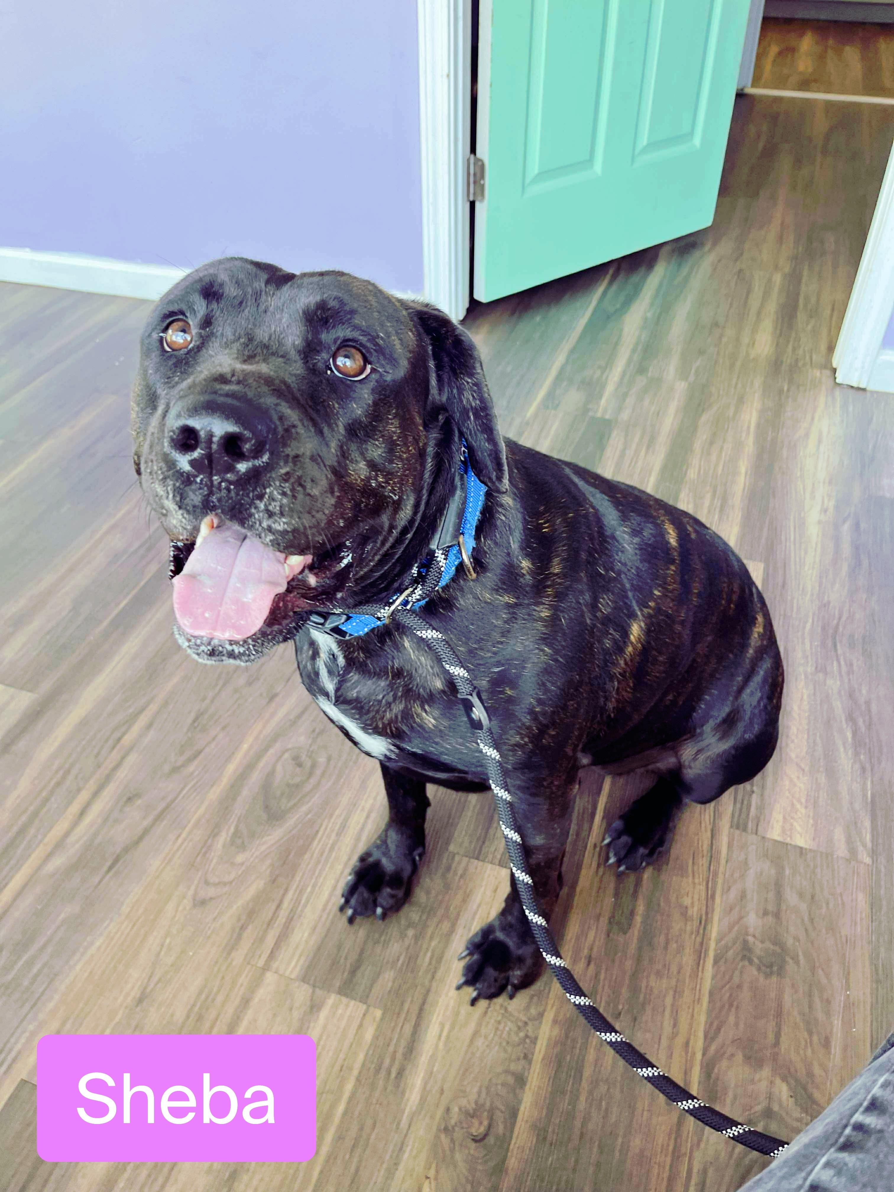 Sheba, a Adoptable Cane Corso image 2/5