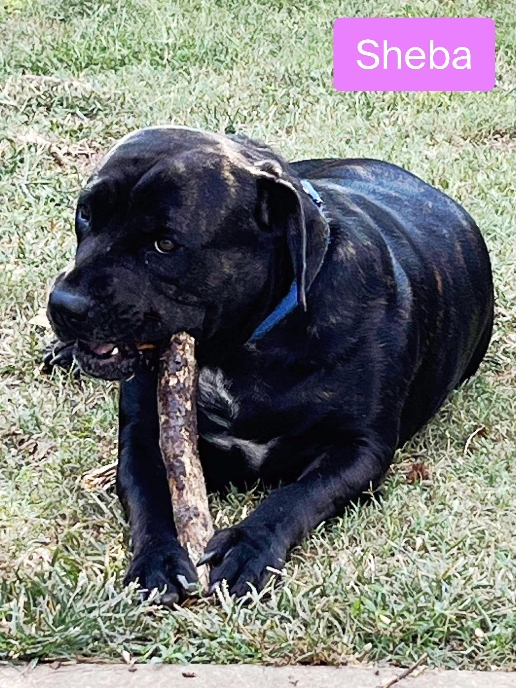 Sheba, a Adoptable Cane Corso image 4/5