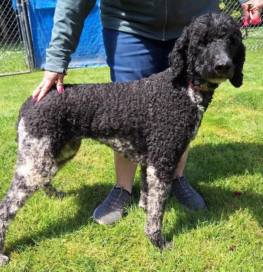 Sadie, adoptable, Adult Female Poodle.