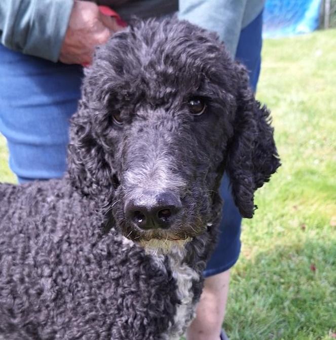 Enlarge Sadie, an adoptable Poodle in Salem, OR image 2/2