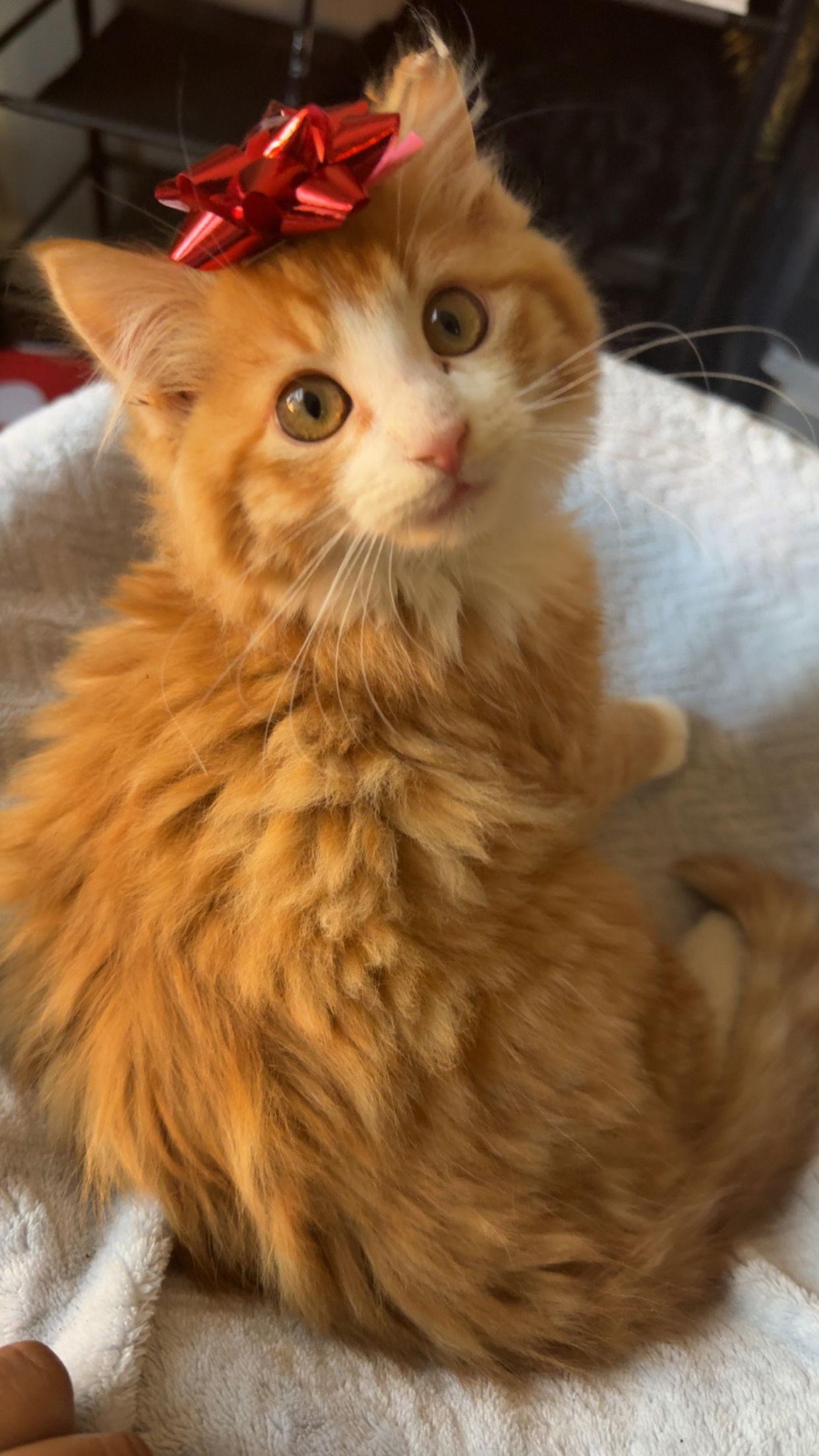 Enlarge Cheeto, a Adopted Domestic Medium Hair in Decatur, GA image 1/3