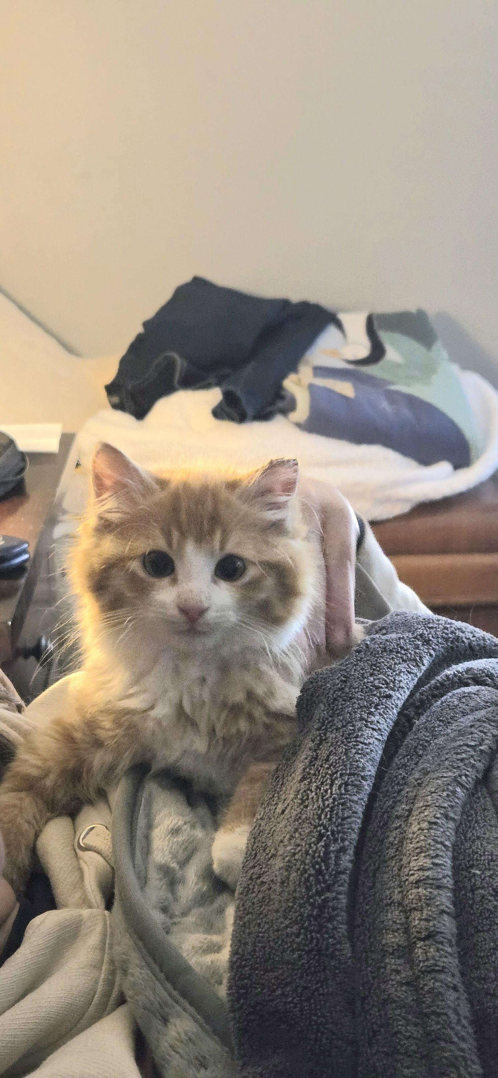 Enlarge Cheeto, a Adopted Domestic Medium Hair in Decatur, GA image 2/3