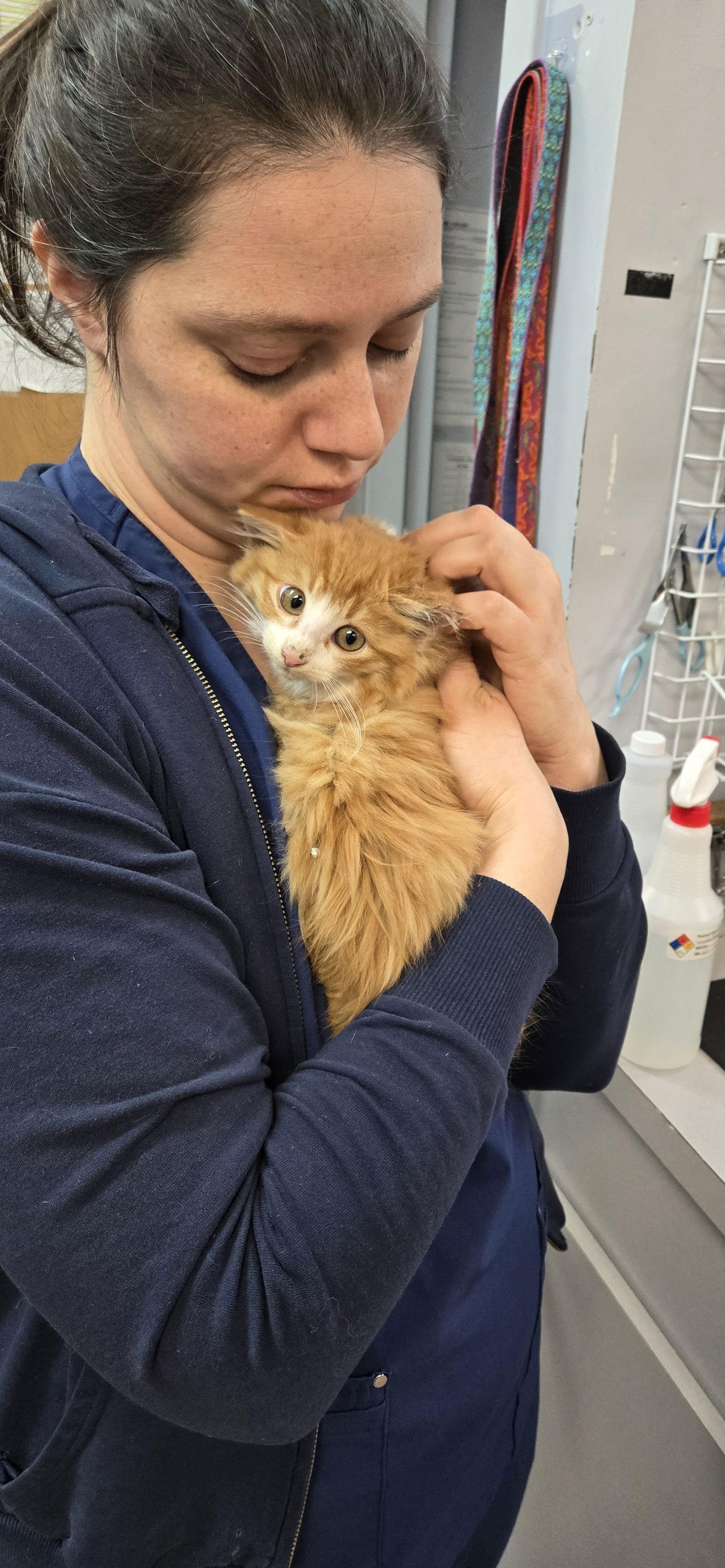 Enlarge Cheeto, a Adopted Domestic Medium Hair in Decatur, GA image 3/3