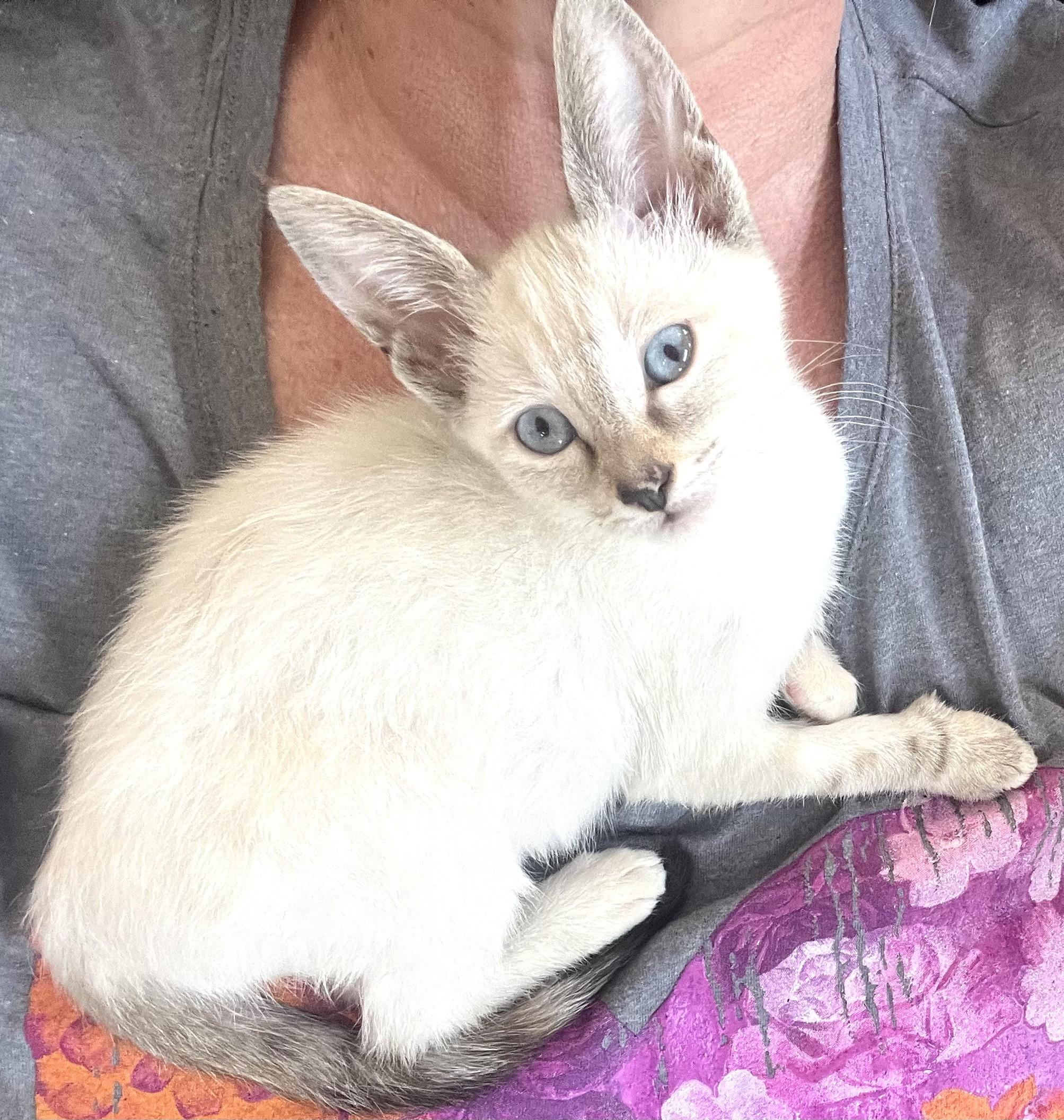 Thai Cat Adoption: Ultimate Guide to Finding Your Purrfect Pet