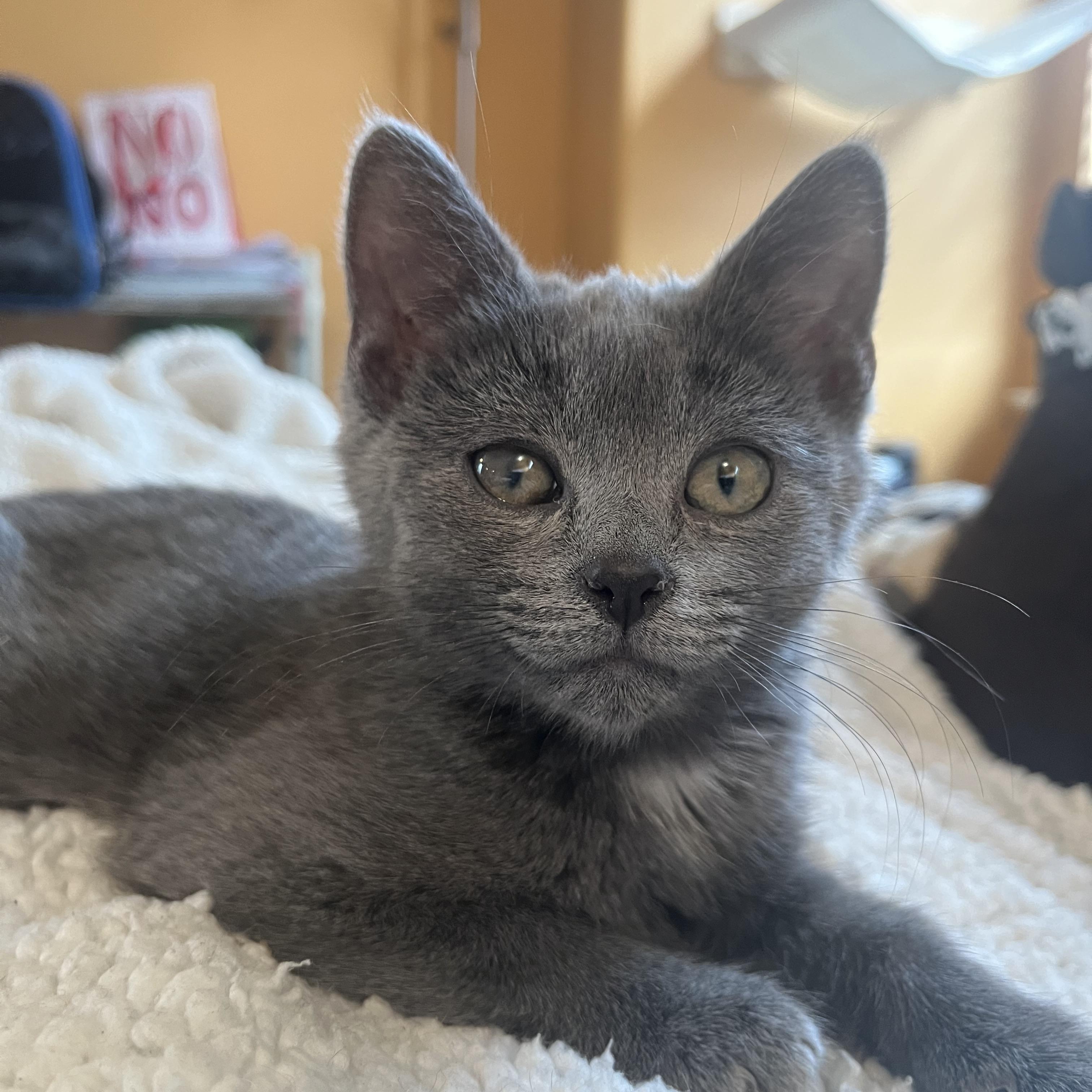 Enlarge Rudolph, a ADOPTABLE Domestic Short Hair in Elkton, MD image 2/5