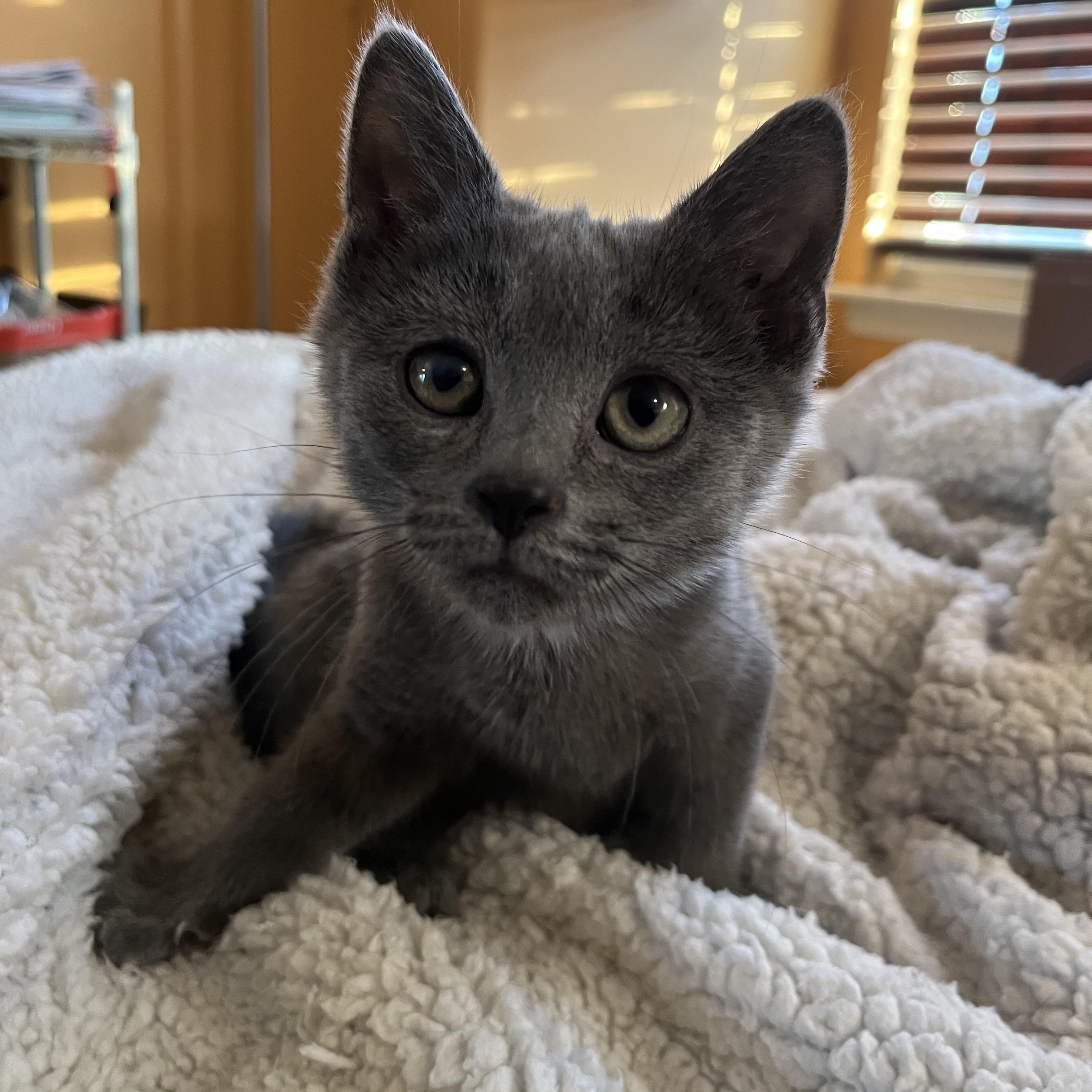 Enlarge Rudolph, a ADOPTABLE Domestic Short Hair in Elkton, MD image 3/5