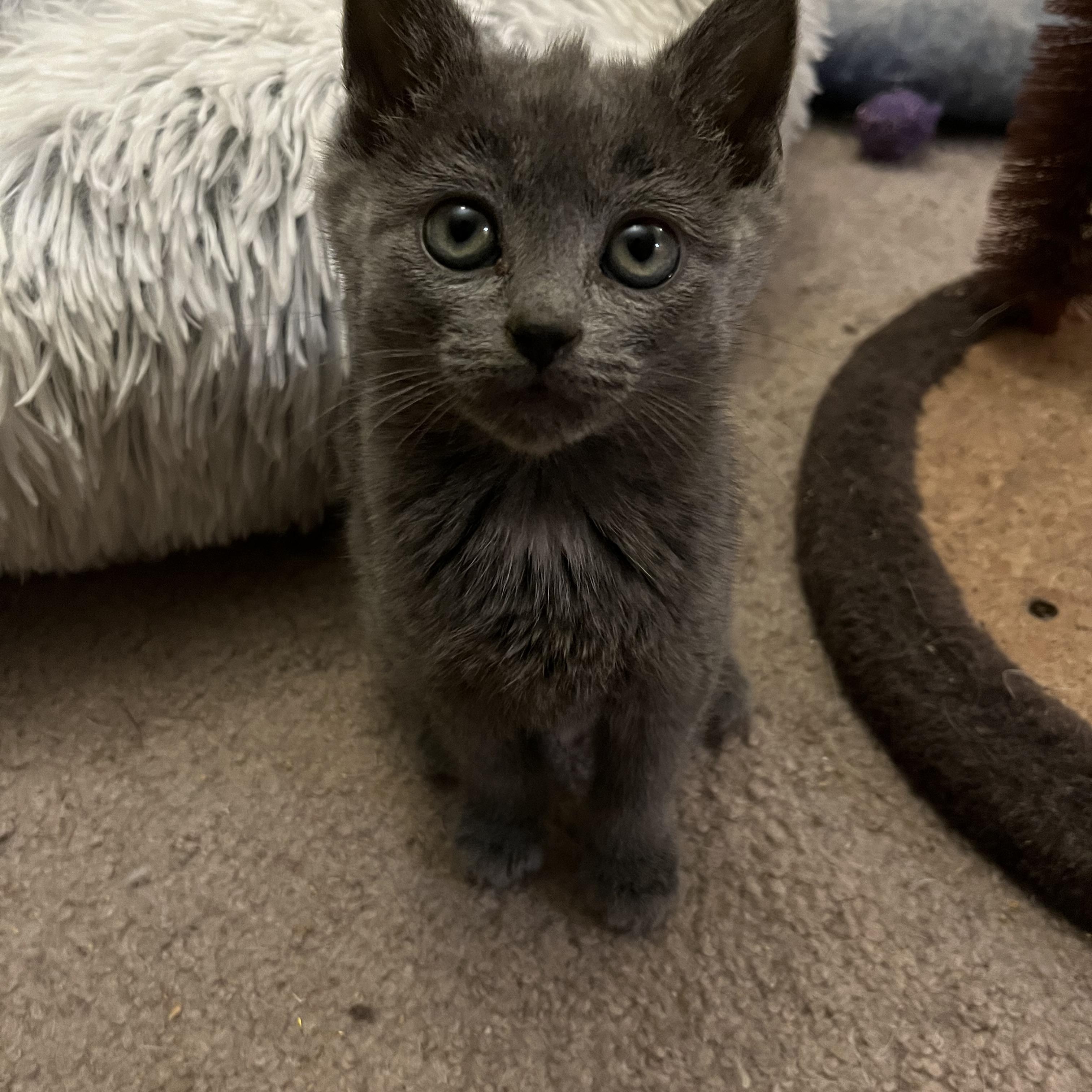 Enlarge Rudolph, a ADOPTABLE Domestic Short Hair in Elkton, MD image 4/5