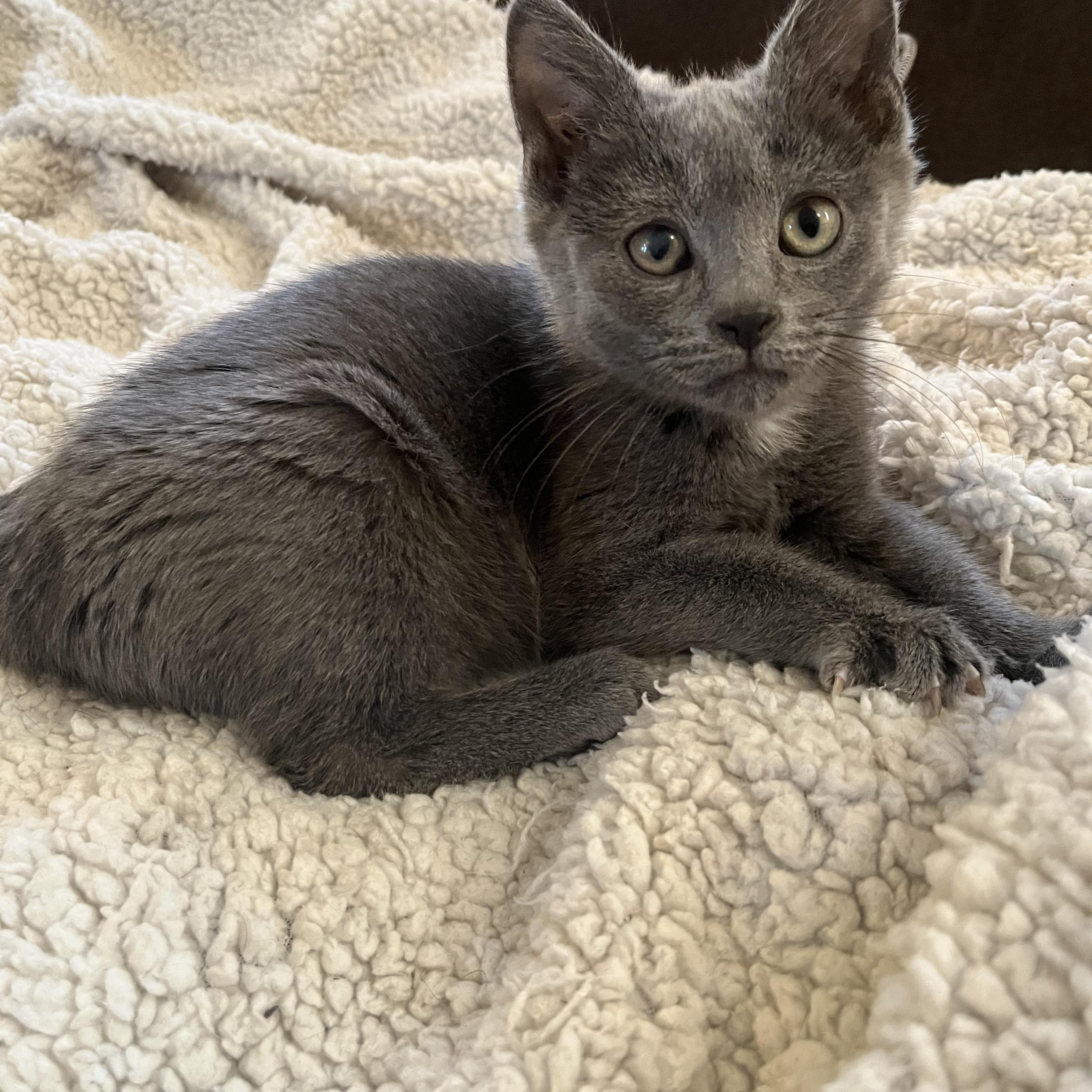 Enlarge Rudolph, a ADOPTABLE Domestic Short Hair in Elkton, MD image 1/5