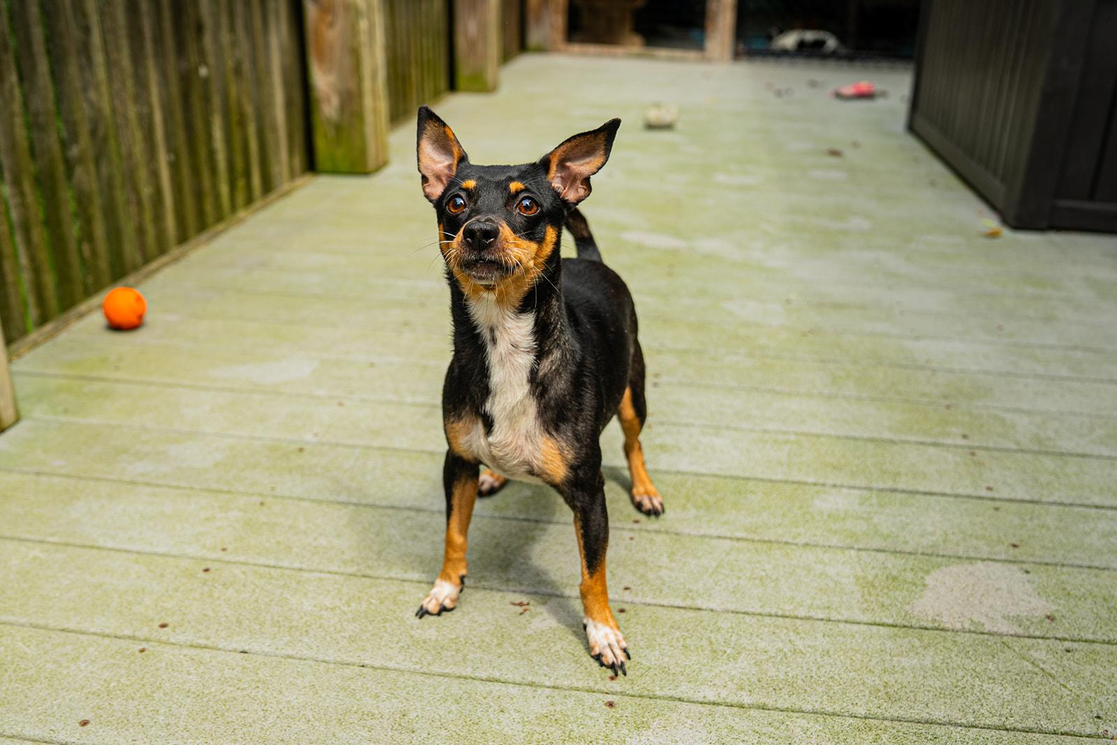 Enlarge Cera, a ADOPTABLE mixed breed in Dellslow, WV image 4/6