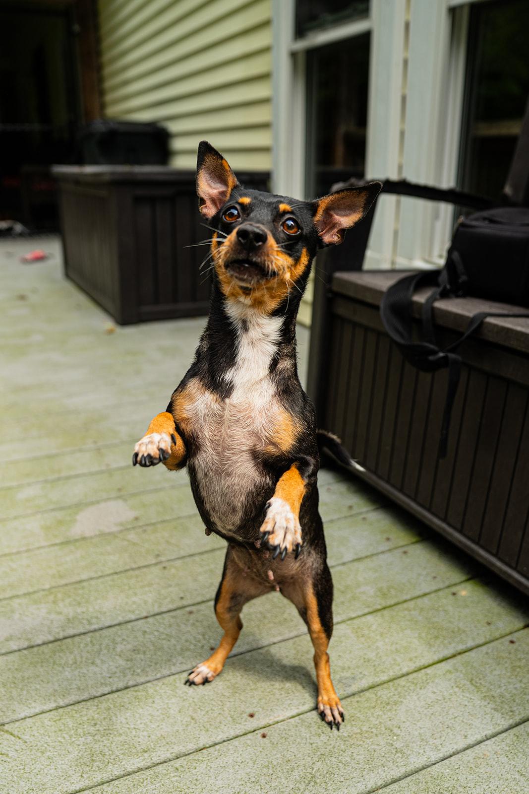 Cera, ADOPTABLE, Adult Female Chihuahua.