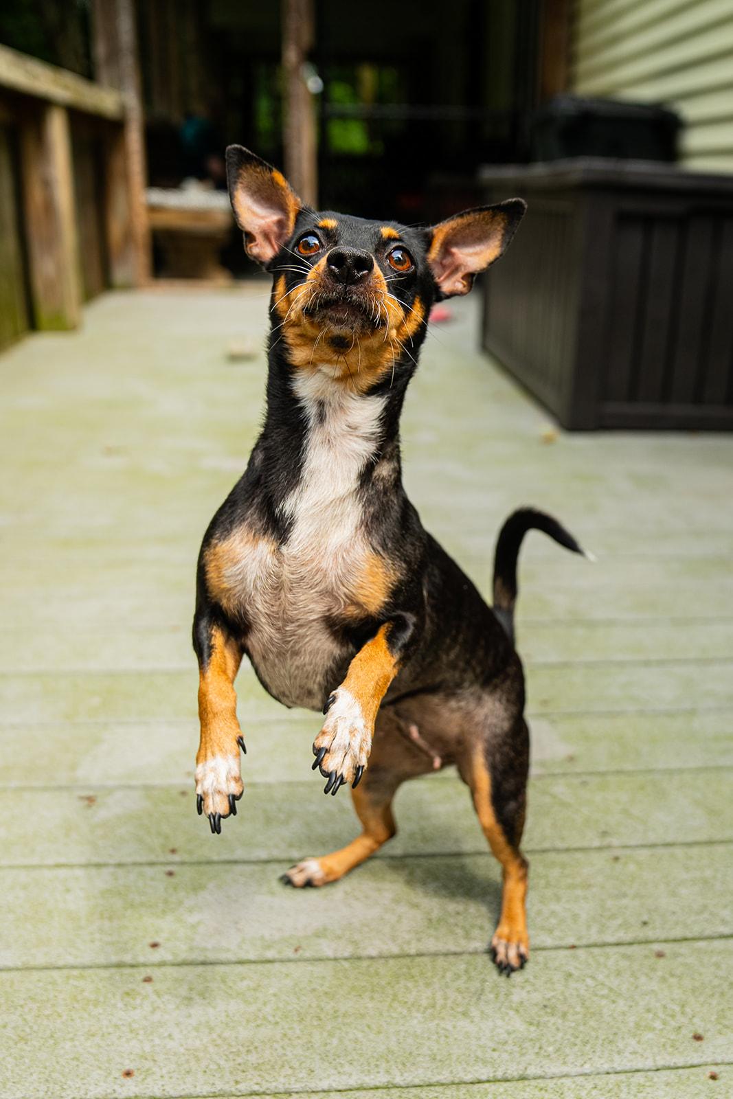 Enlarge Cera, a ADOPTABLE mixed breed in Dellslow, WV image 6/6