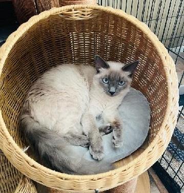 LatteV, adoptable, Young Female Siamese & Domestic Medium Hair.