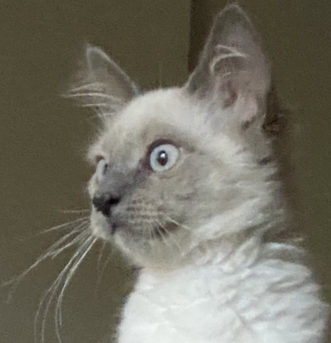 LatteV, an adoptable mixed breed in North Highlands, CA image 2/2