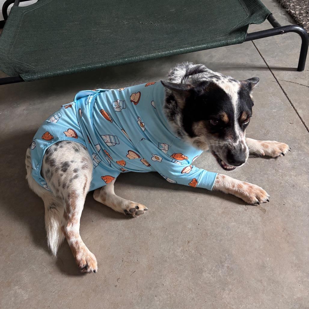 Enlarge Boe, a Adoptable Australian Cattle Dog / Blue Heeler in Brainerd, MN image 1/6