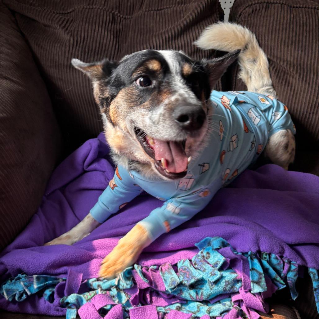 Enlarge Boe, a Adoptable Australian Cattle Dog / Blue Heeler in Brainerd, MN image 2/6