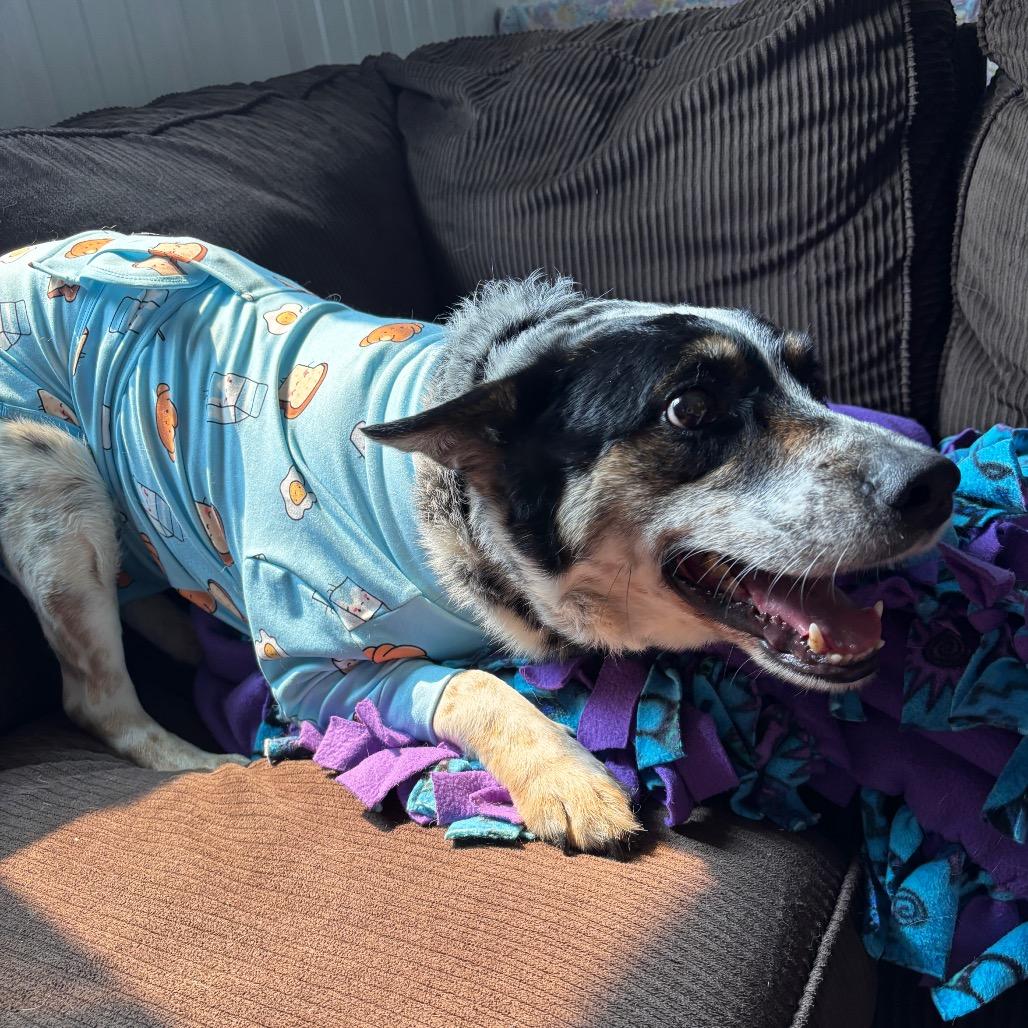 Enlarge Boe, a Adoptable Australian Cattle Dog / Blue Heeler in Brainerd, MN image 3/6