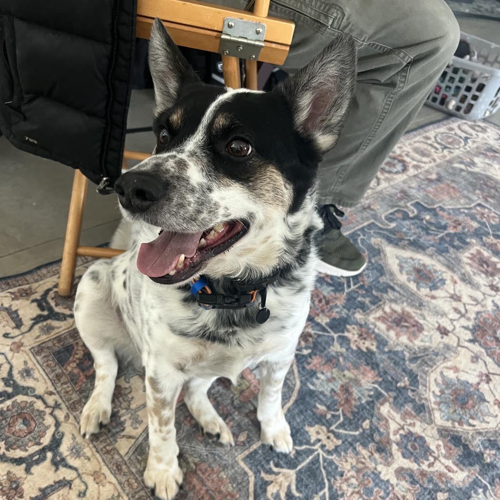 Boe, Adoptable, Adult Male Australian Cattle Dog / Blue Heeler.
