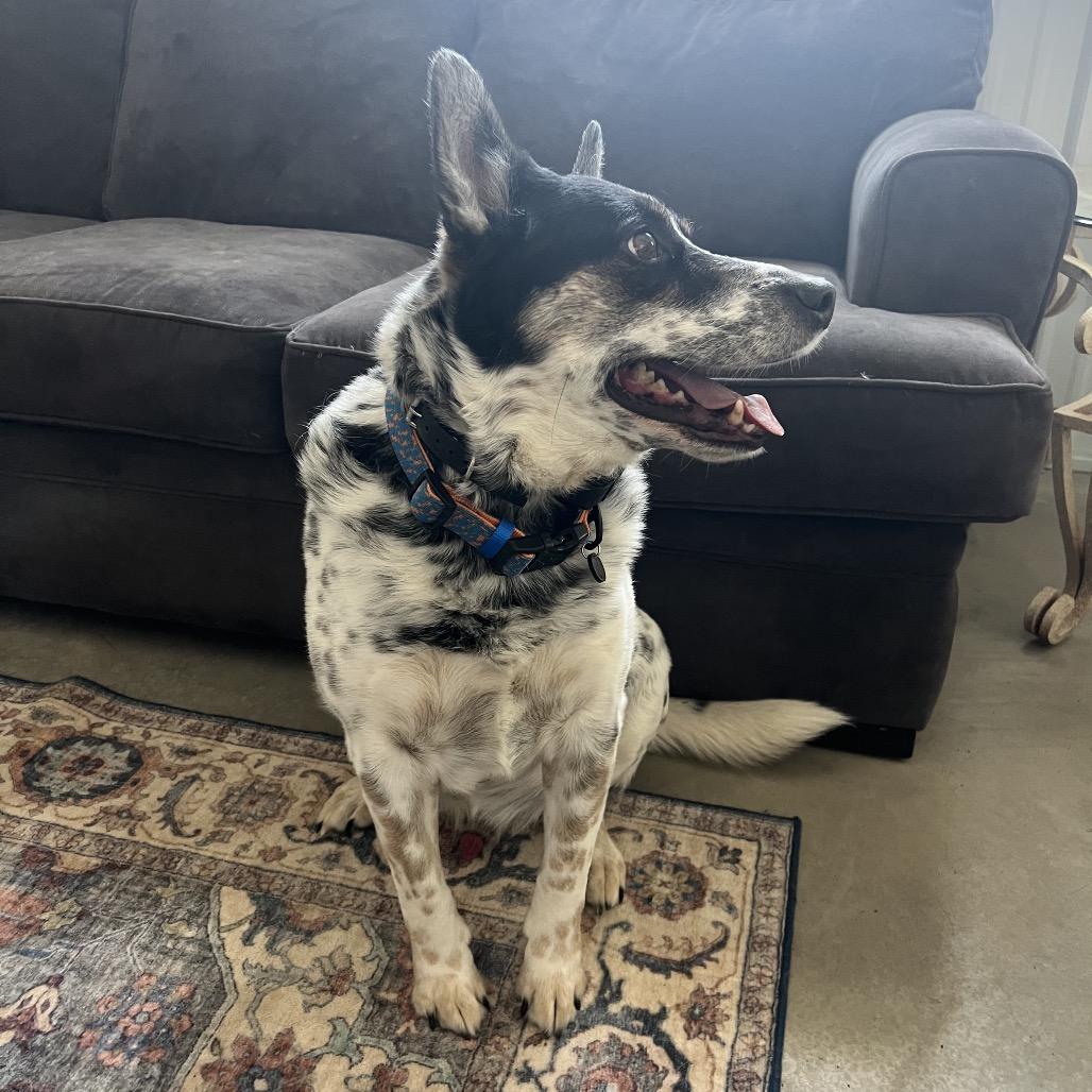 Enlarge Boe, a Adoptable Australian Cattle Dog / Blue Heeler in Brainerd, MN image 2/3