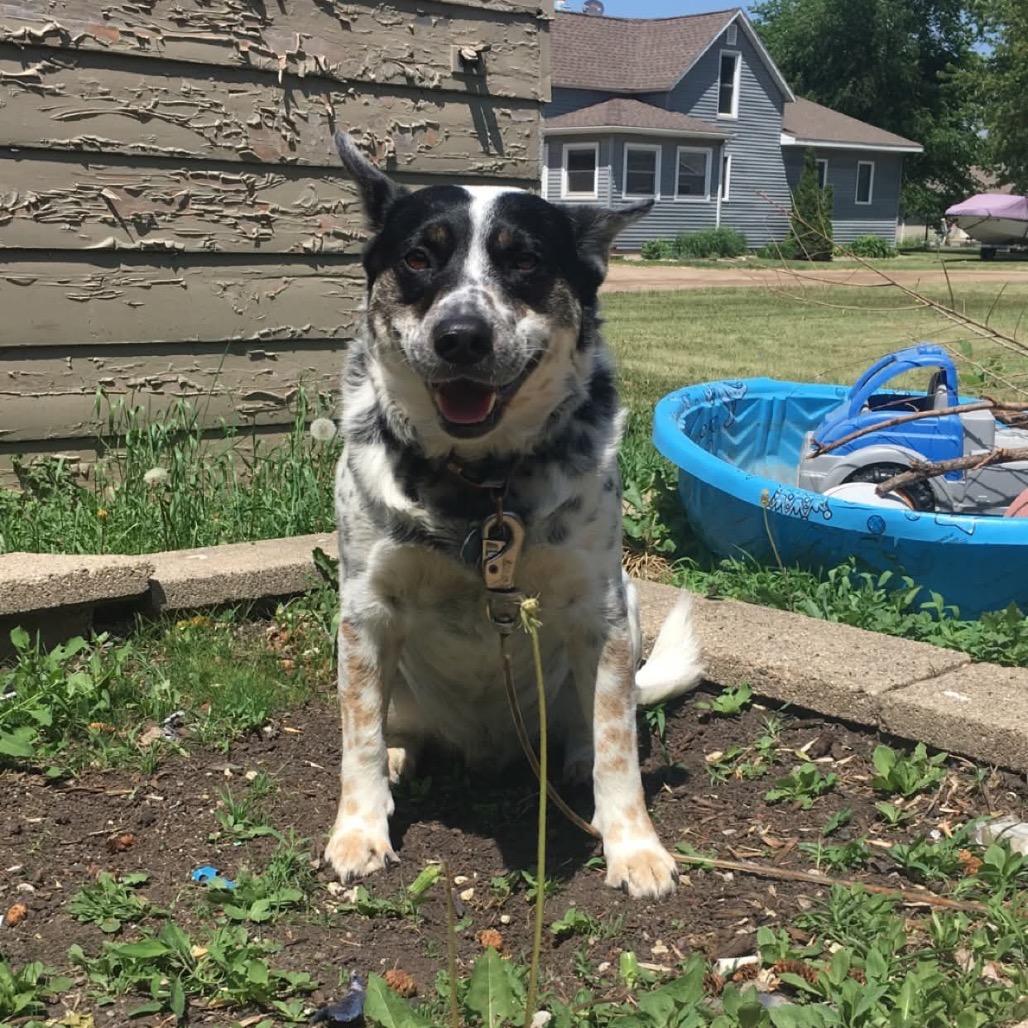 Enlarge Boe, a Adoptable Australian Cattle Dog / Blue Heeler in Brainerd, MN image 3/3