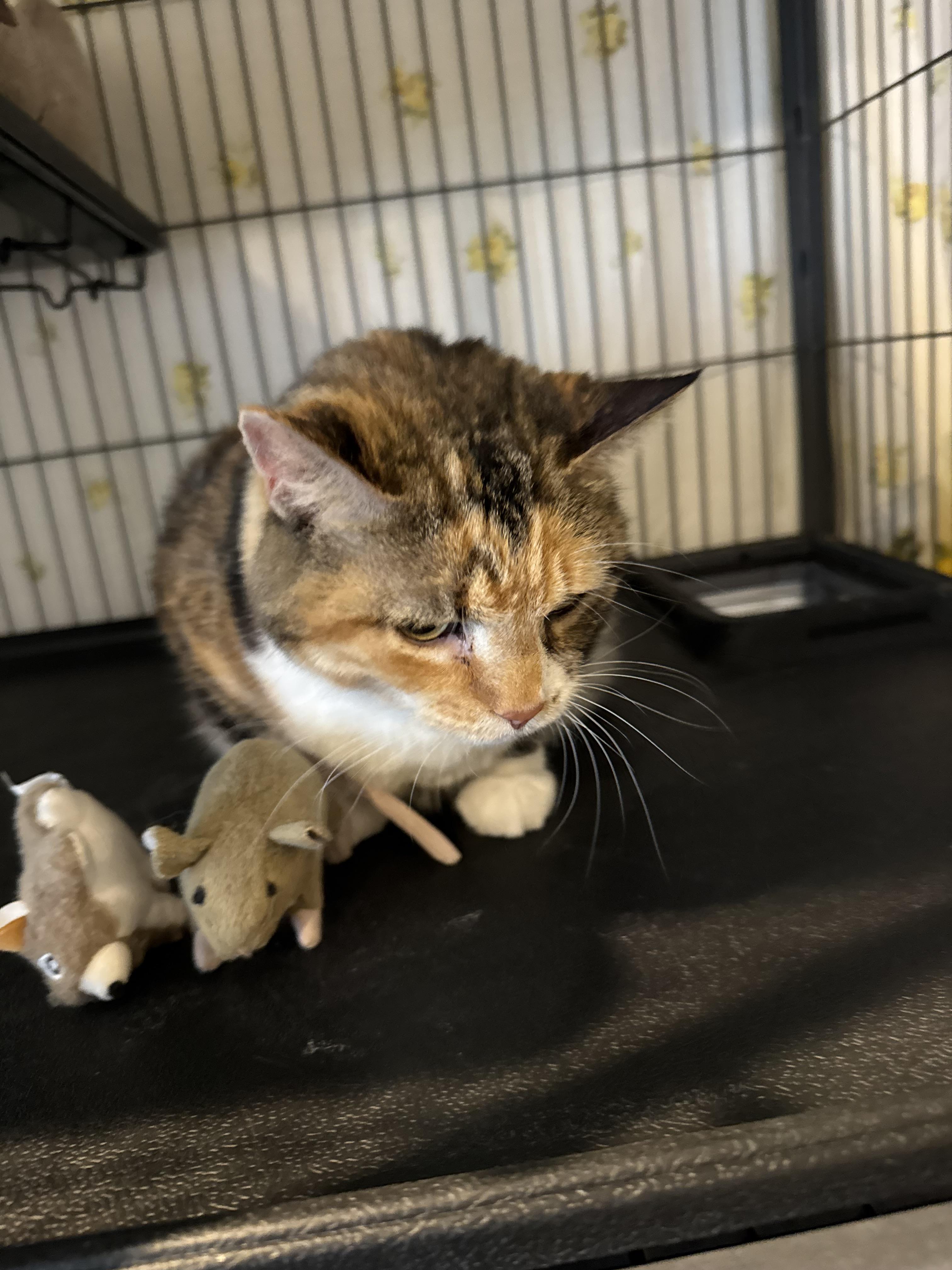 Squeaky, Adopted, Adult Female Domestic Short Hair.