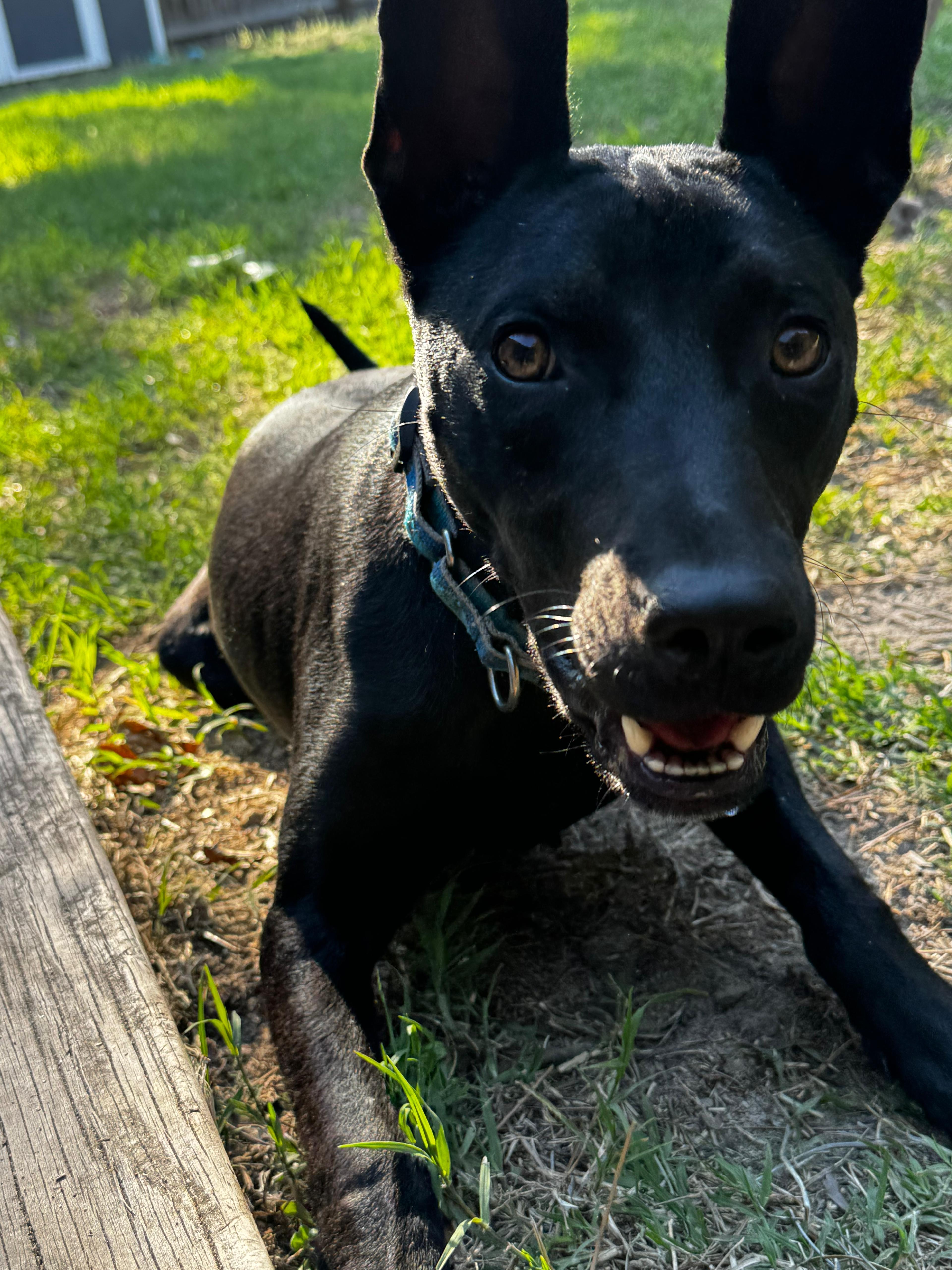 Enlarge Lily , a ADOPTABLE mixed breed in Sanford, NC image 3/4