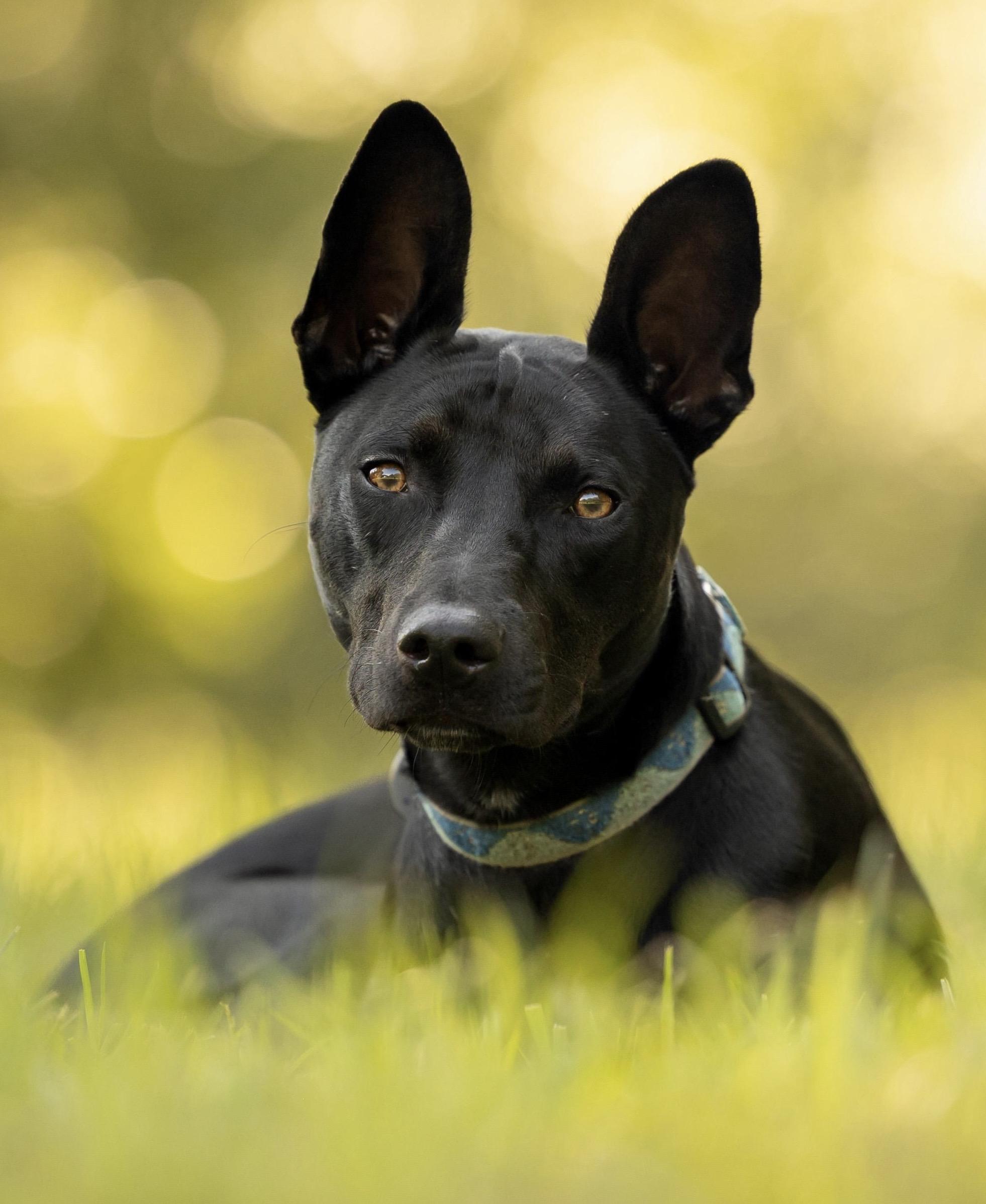 Lily , ADOPTABLE, Puppy Female Cattle Dog & Chihuahua.