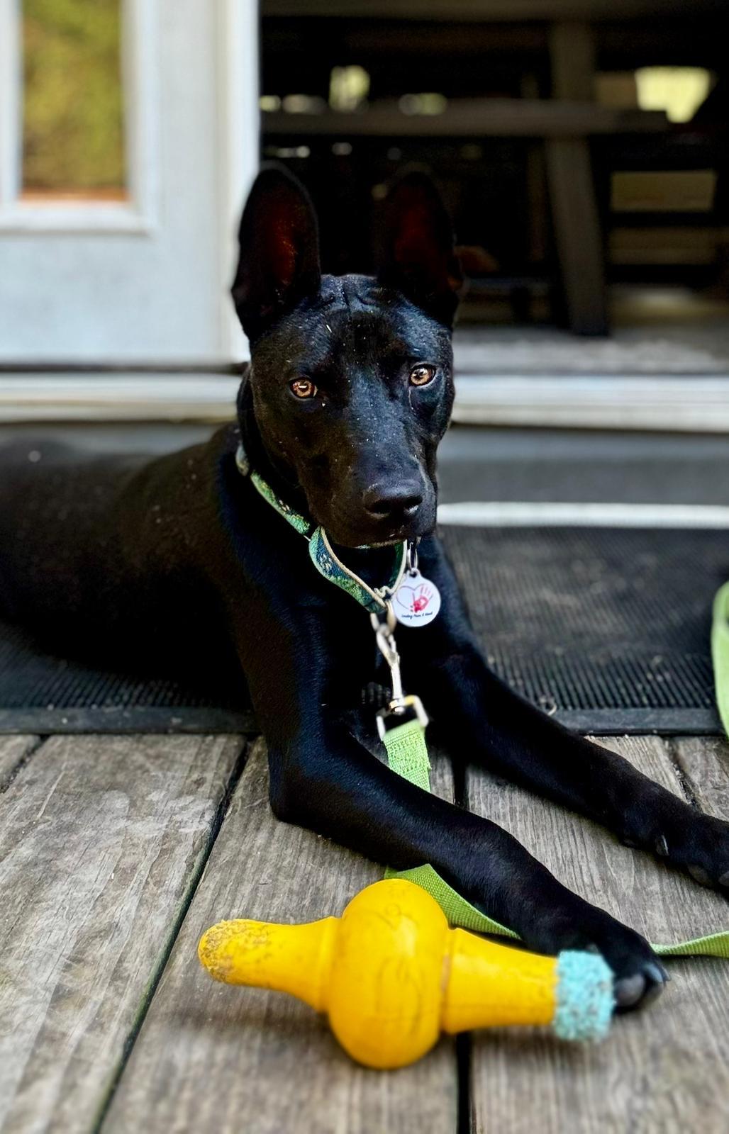 Enlarge Lily , a ADOPTABLE mixed breed in Sanford, NC image 2/4