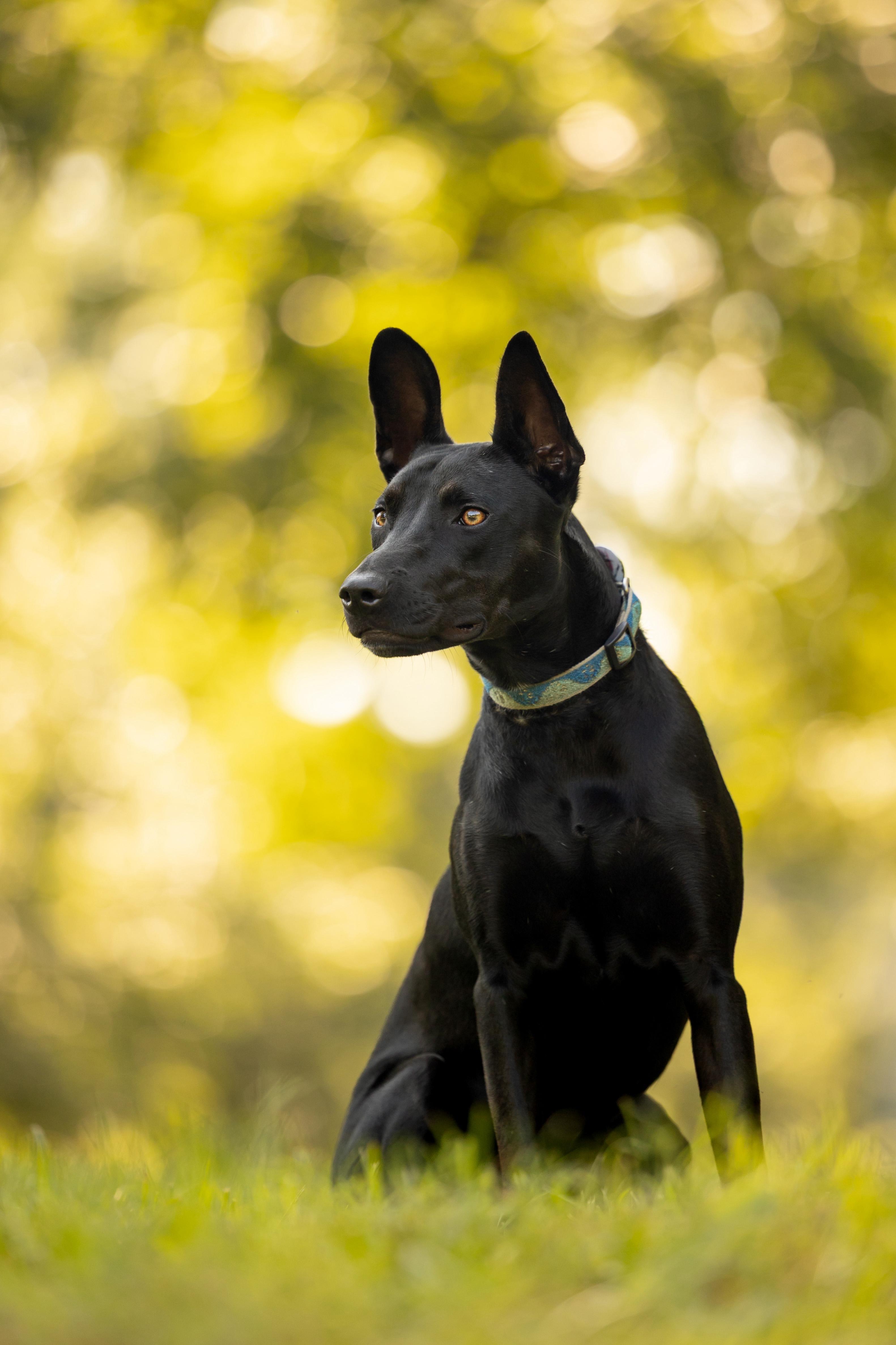 Lily , a ADOPTABLE mixed breed in Sanford, NC image 6/6