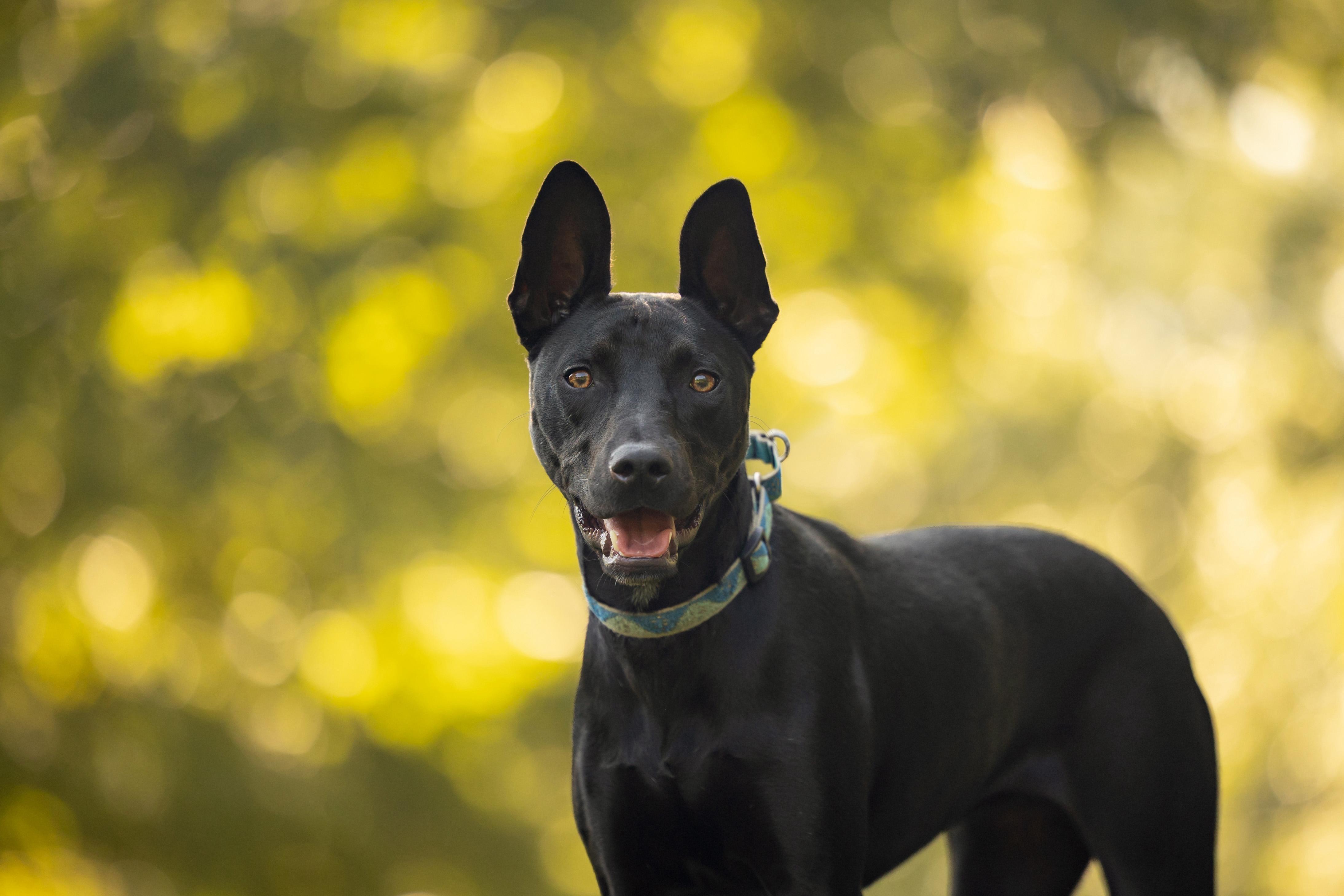 Lily , a ADOPTABLE mixed breed in Sanford, NC image 2/6
