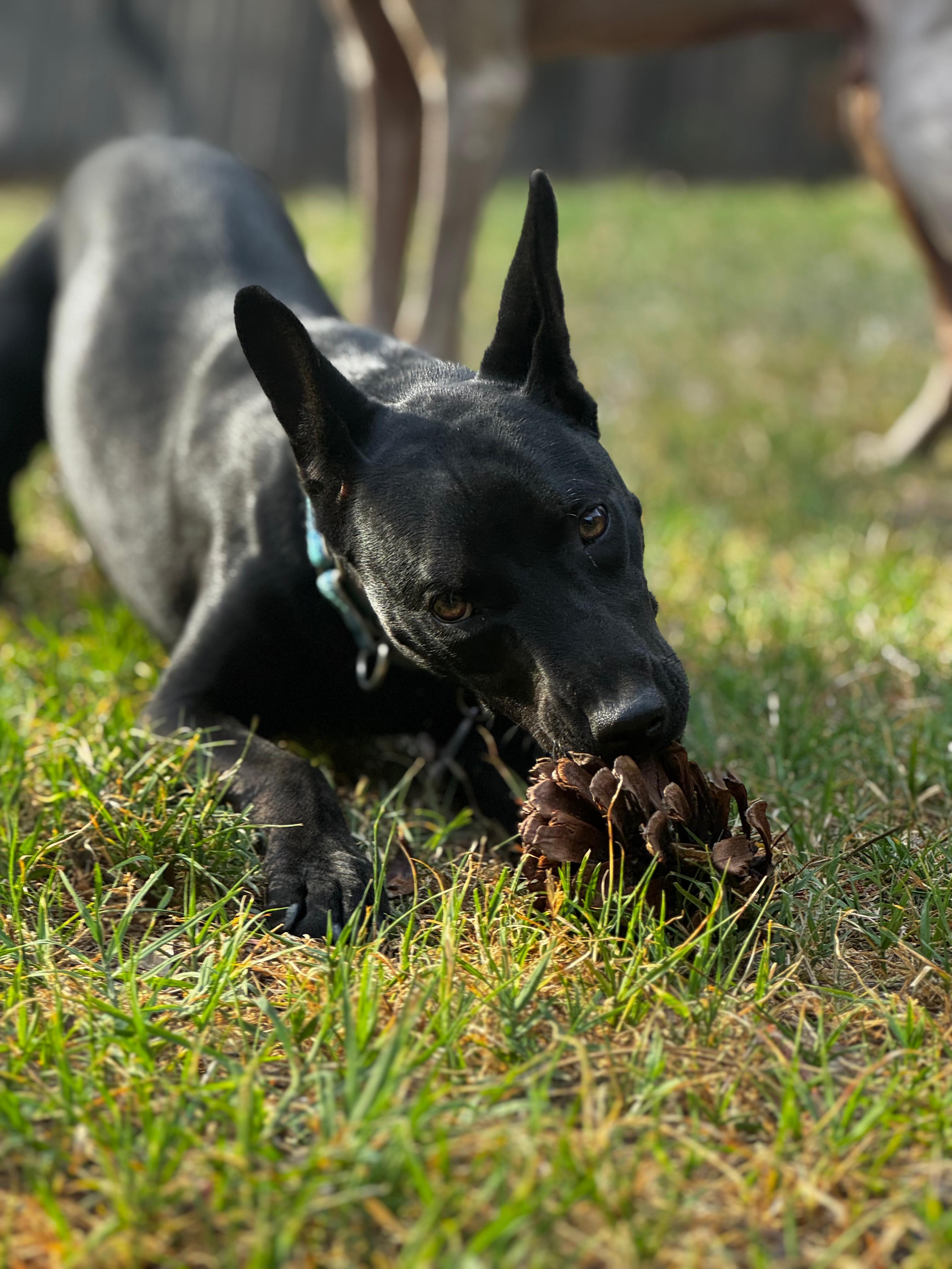 Enlarge Lily , a ADOPTABLE mixed breed in Sanford, NC image 4/4