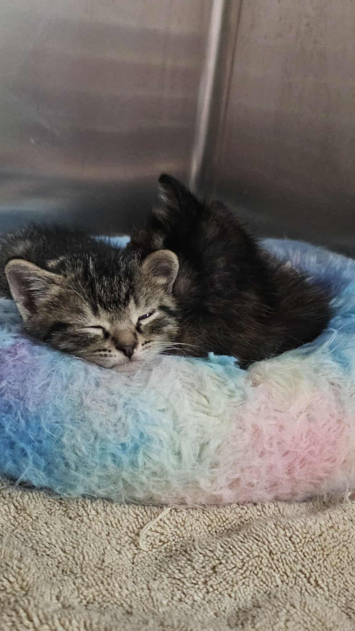 Maizi and Marty, Adoptable, Kitten Female American Shorthair.