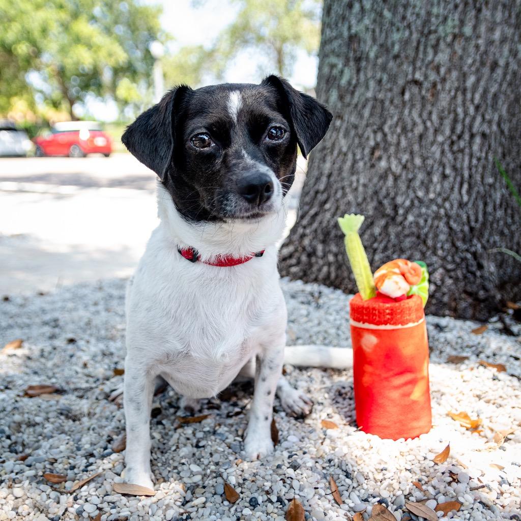 Enlarge Gio, a Adoptable mixed breed in Saint Petersburg, FL image 1/2